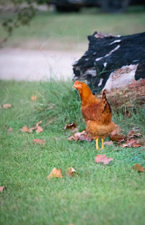 A chicken standing on top of a lush green field