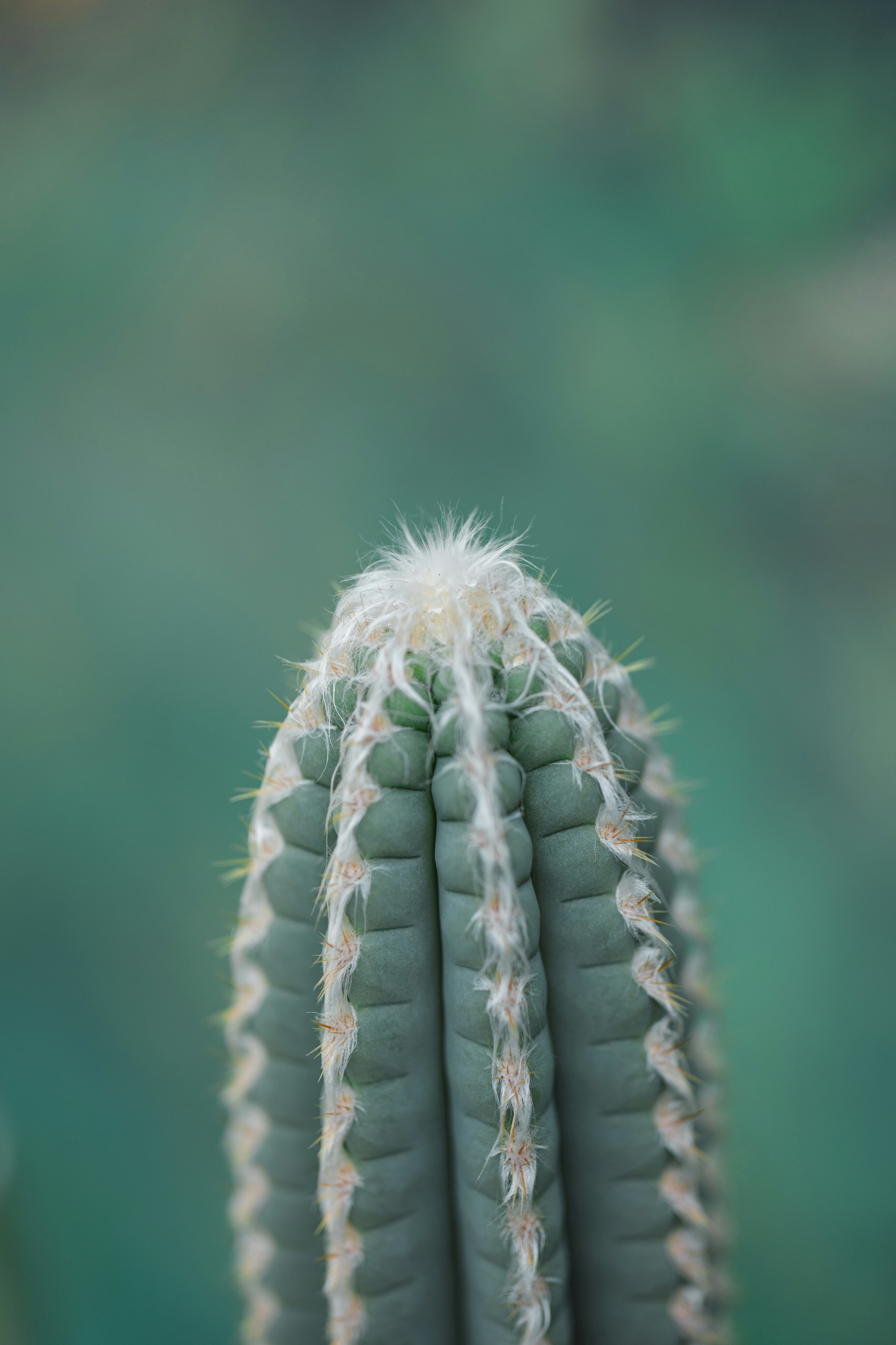 Photo by carloshorton