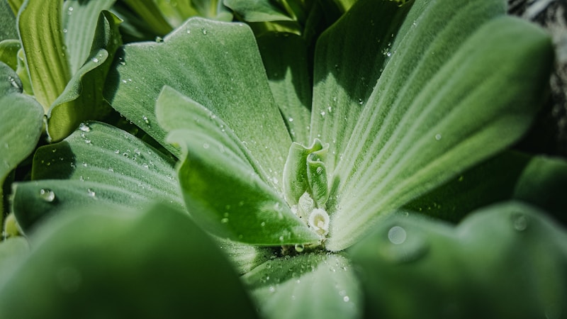 AquaticPlants