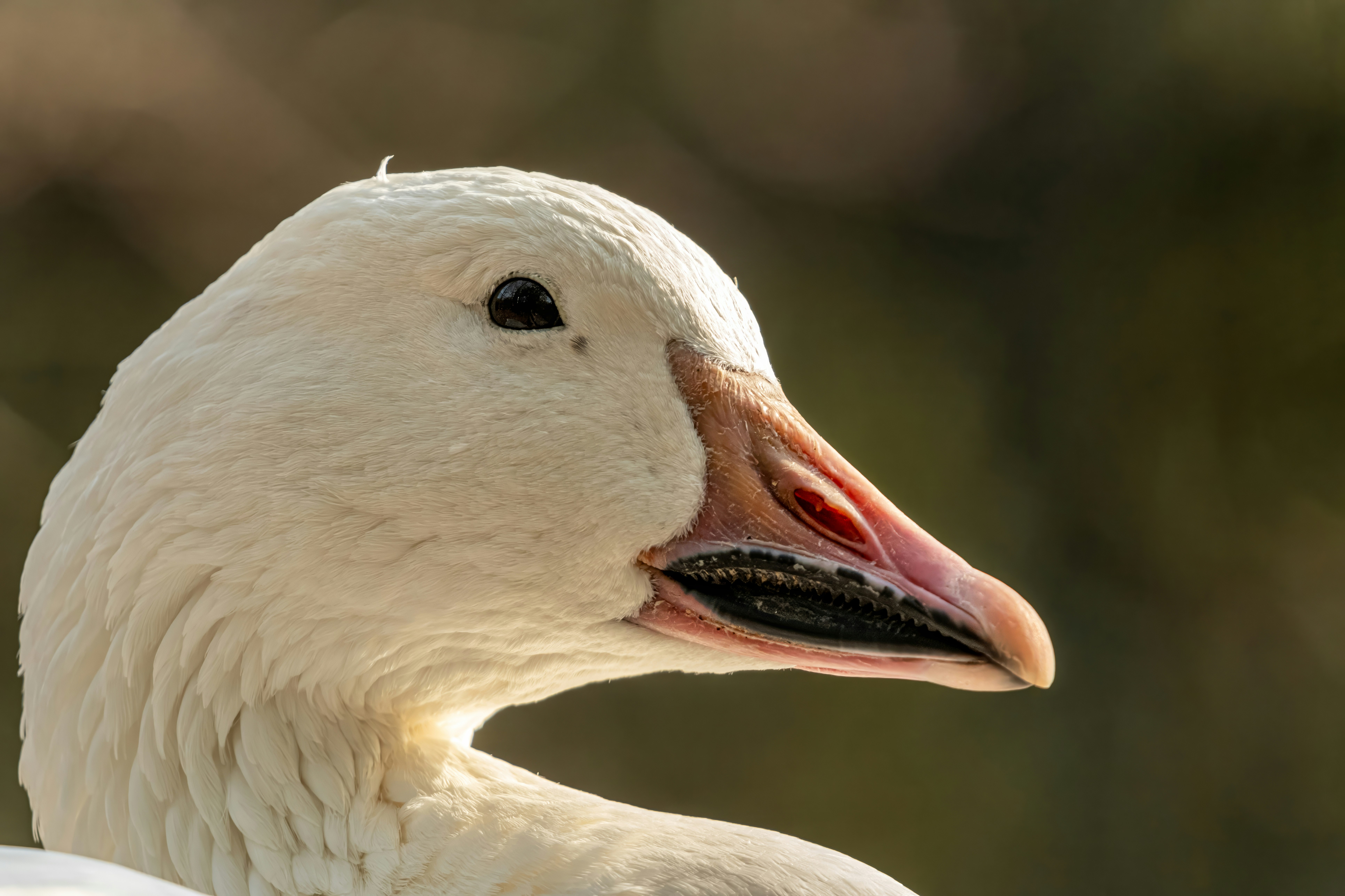 Photo by alexandredaoust