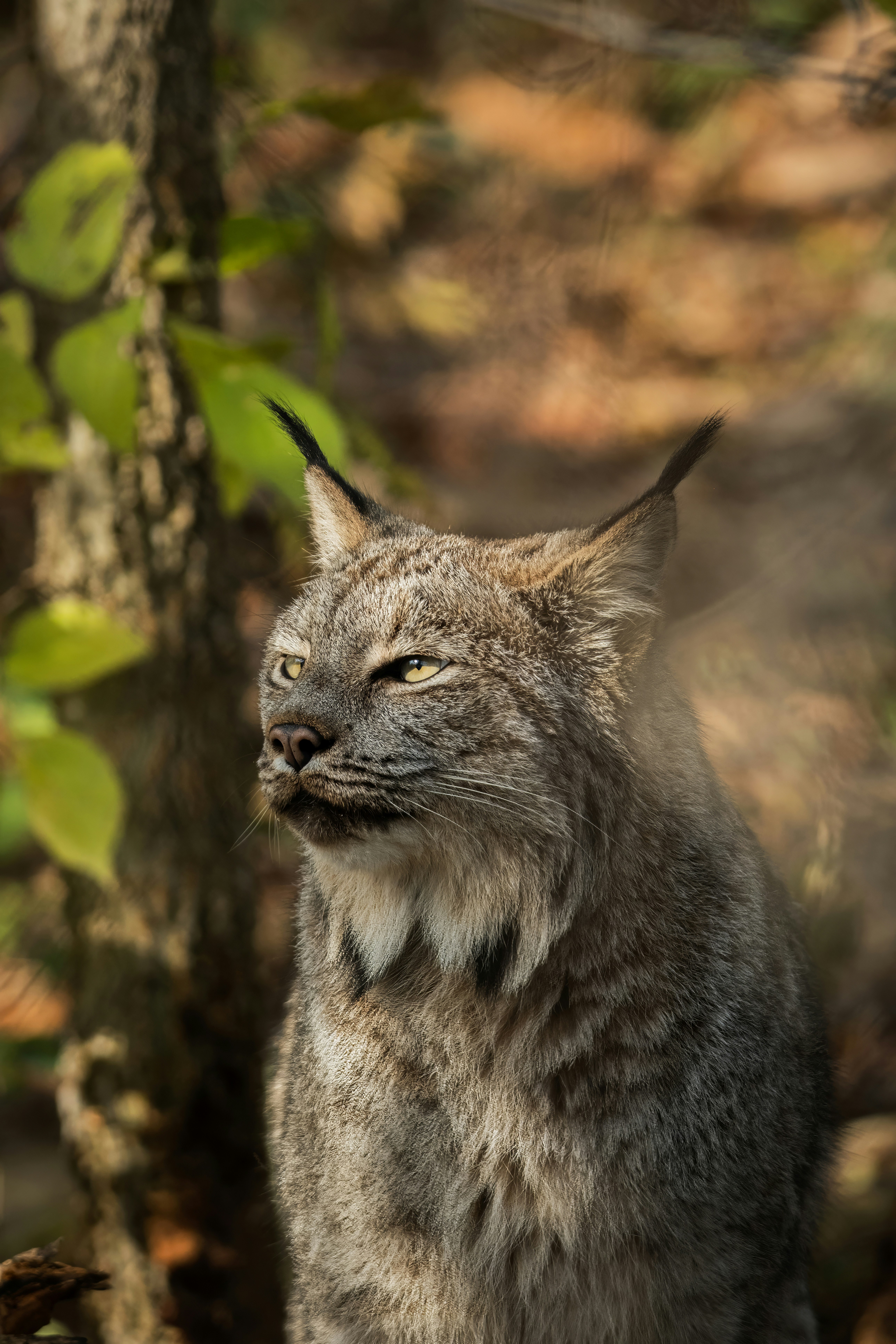 A close up of a cat near a tree
