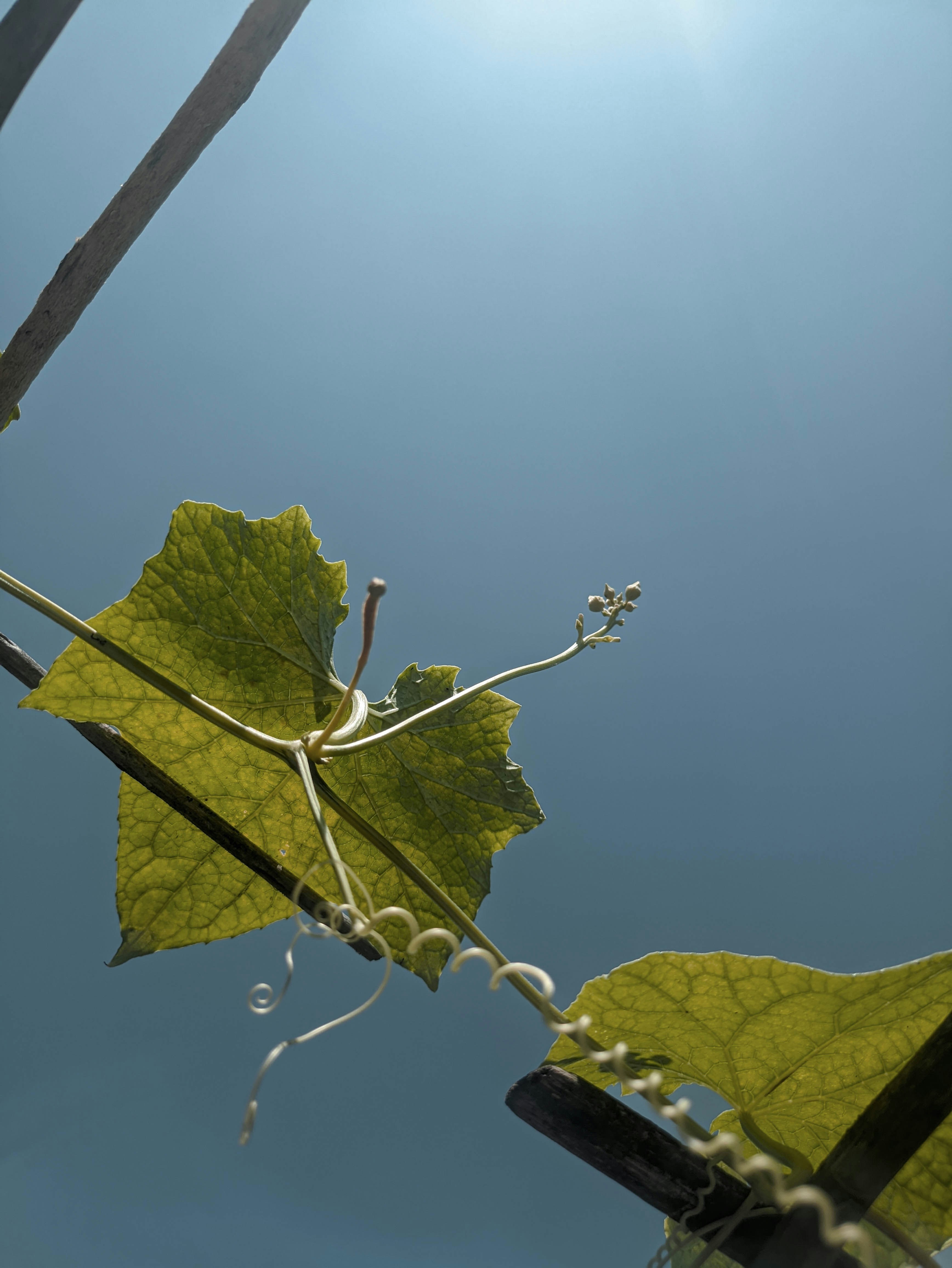 A green leaf is hanging from a wire