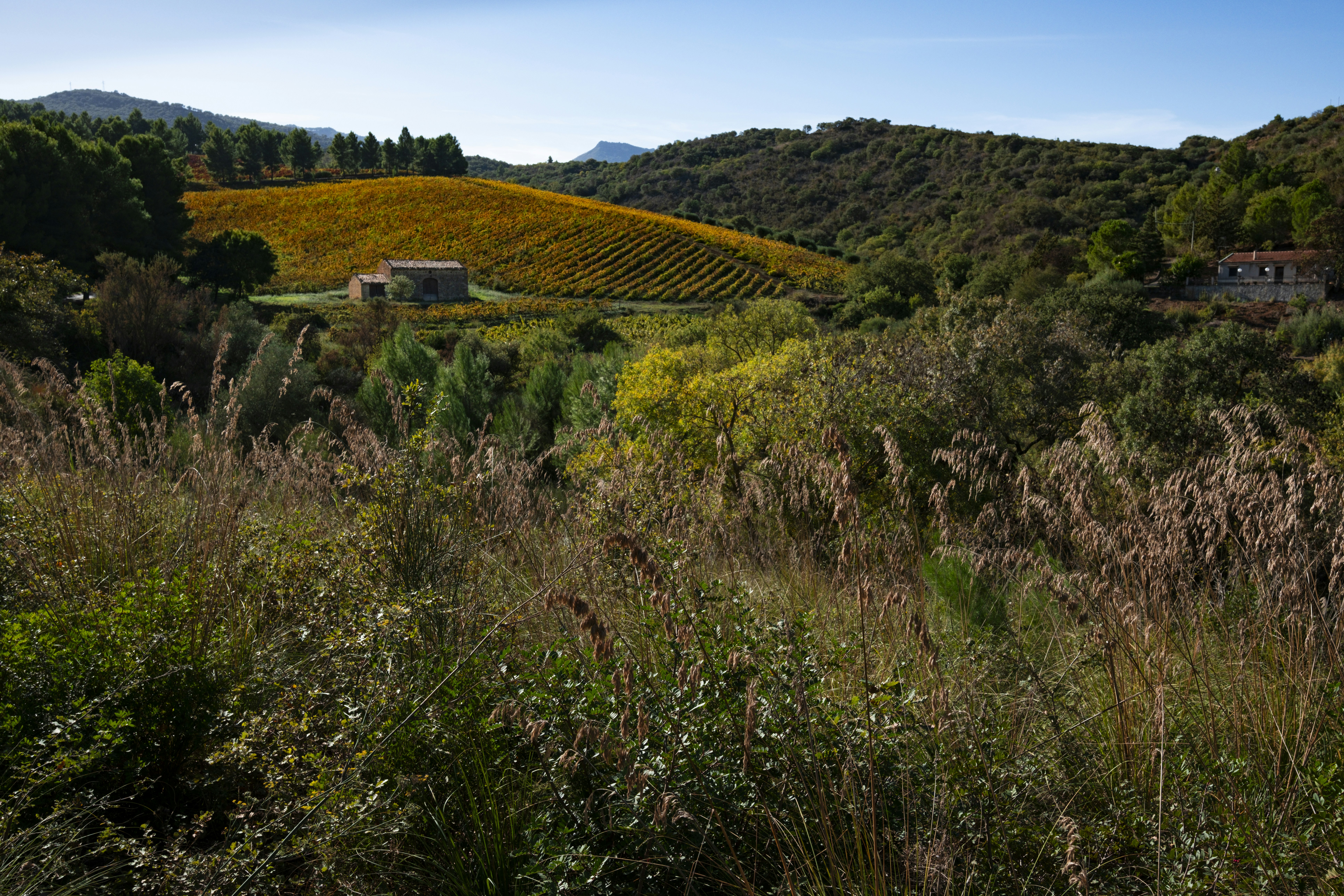 A view of a field with a house in the distance