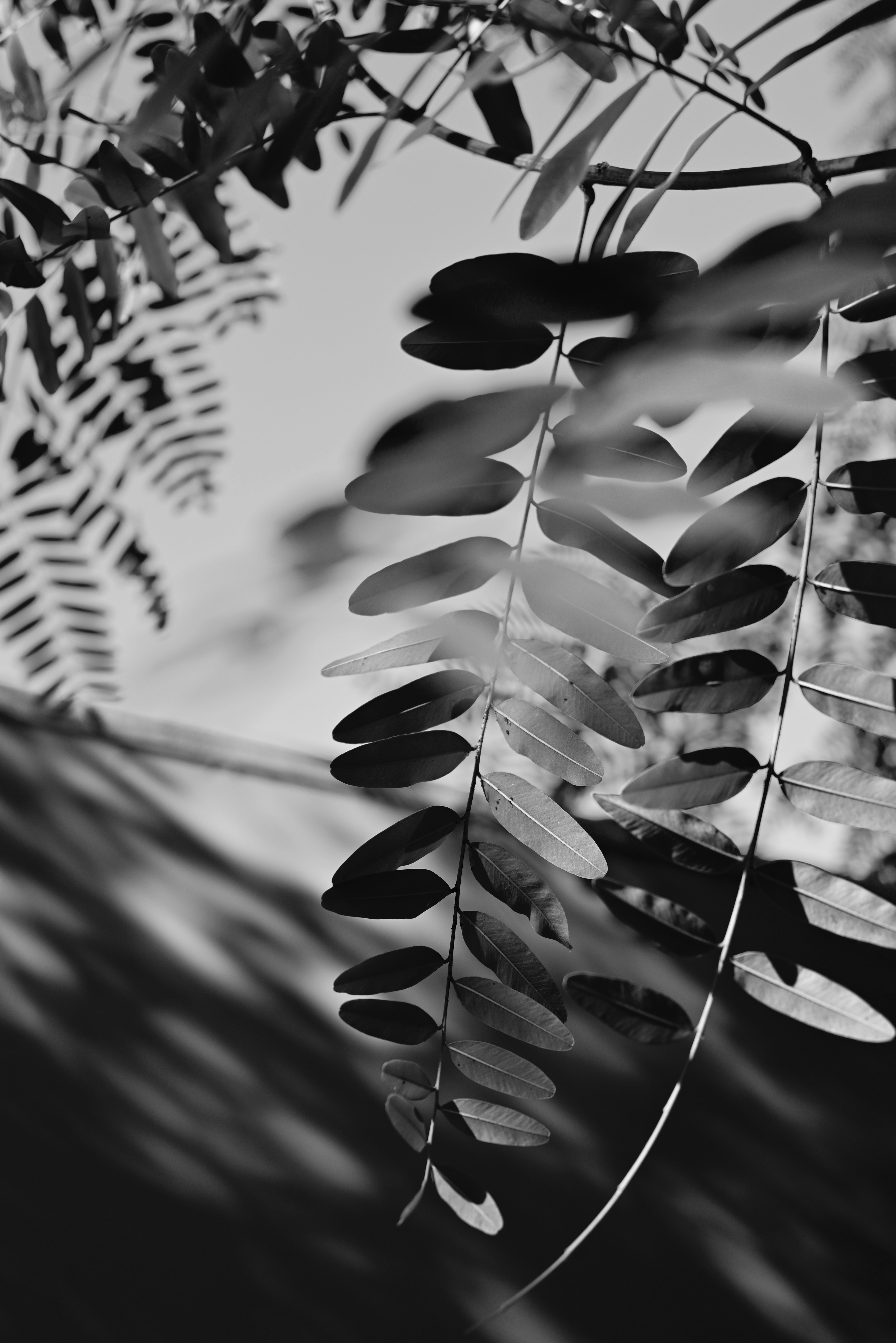 Photo by saadahmad_umn