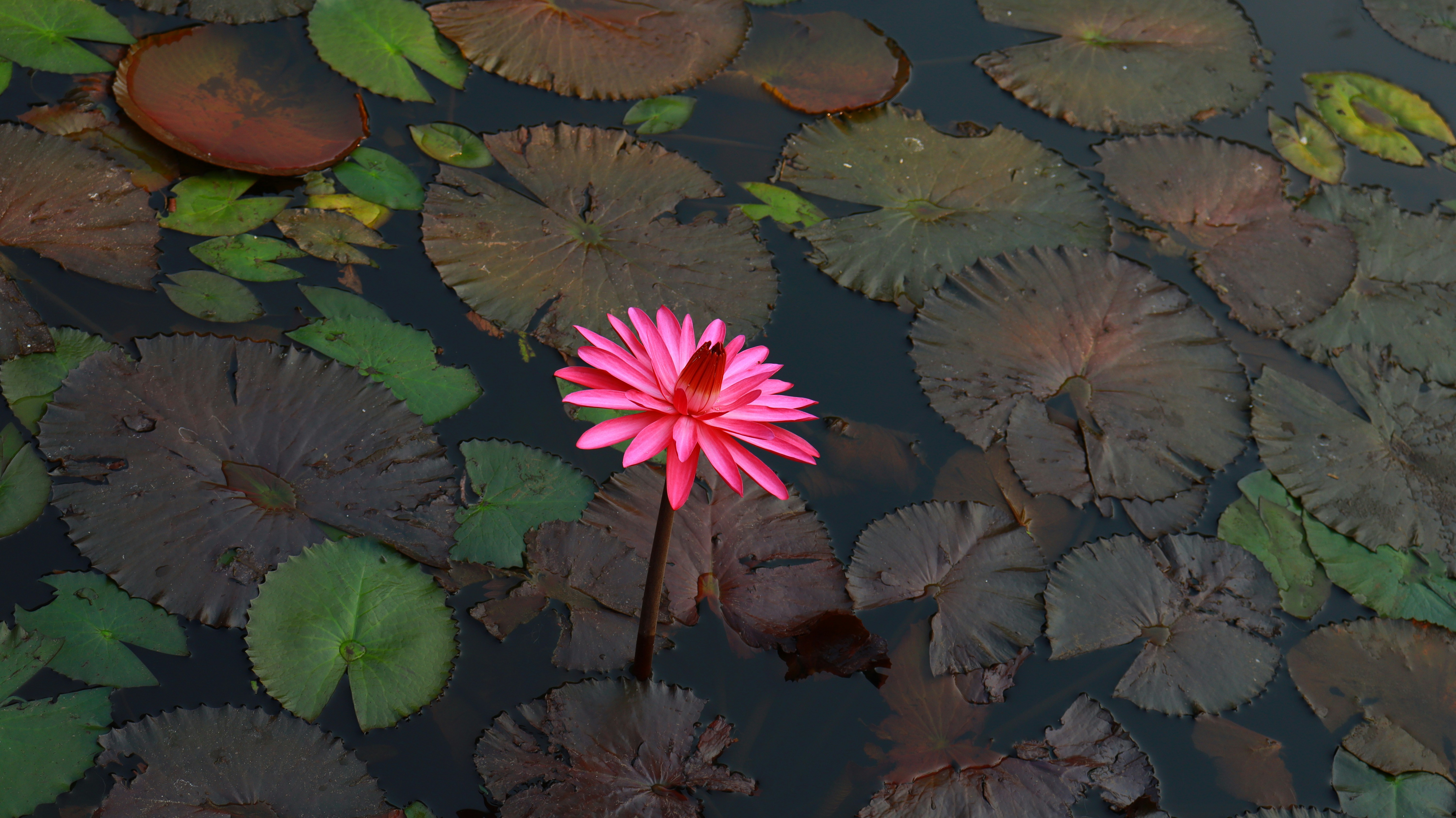 Photo by sarveshphansalkar_