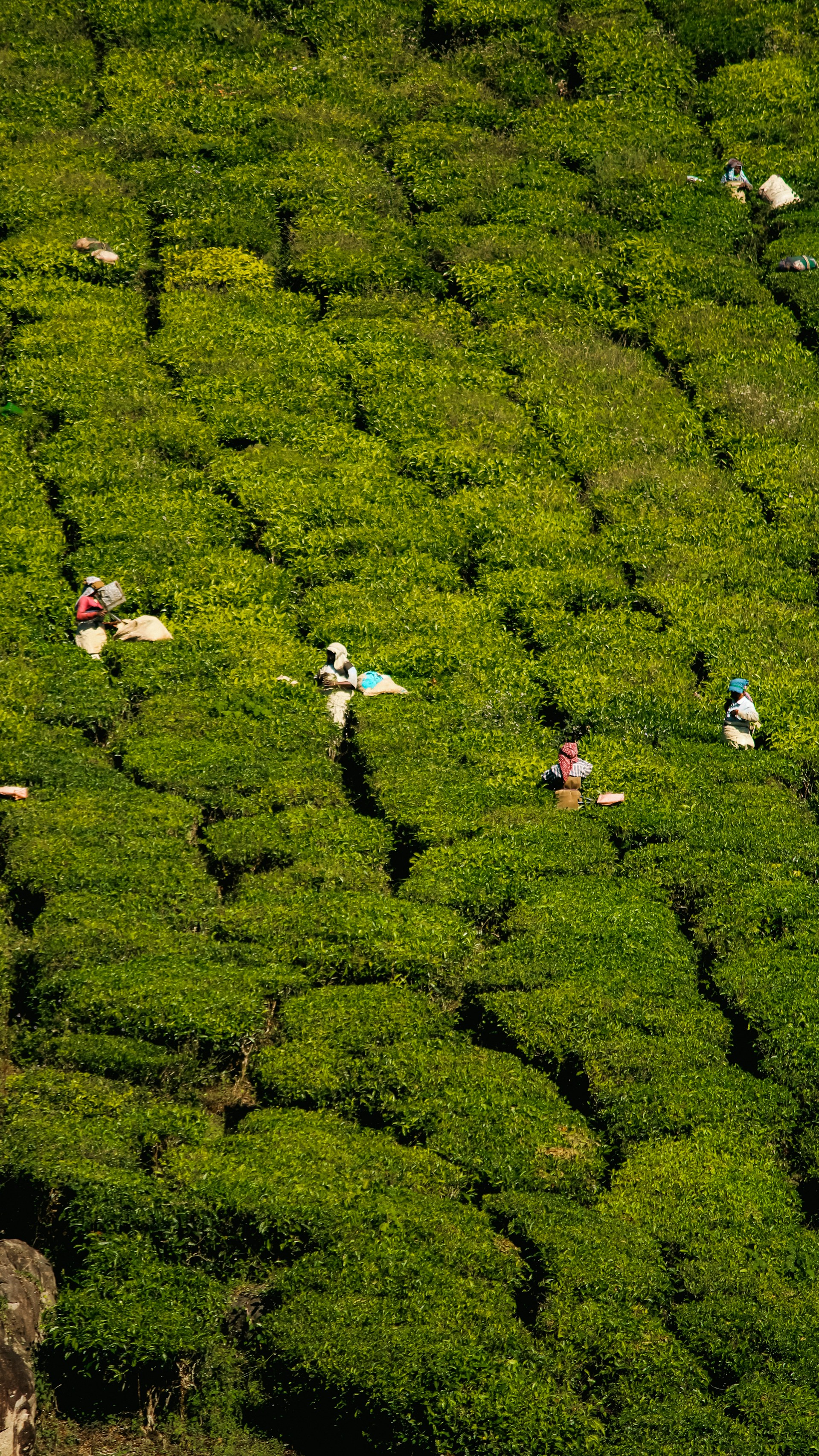 A group of people walking through a lush green field