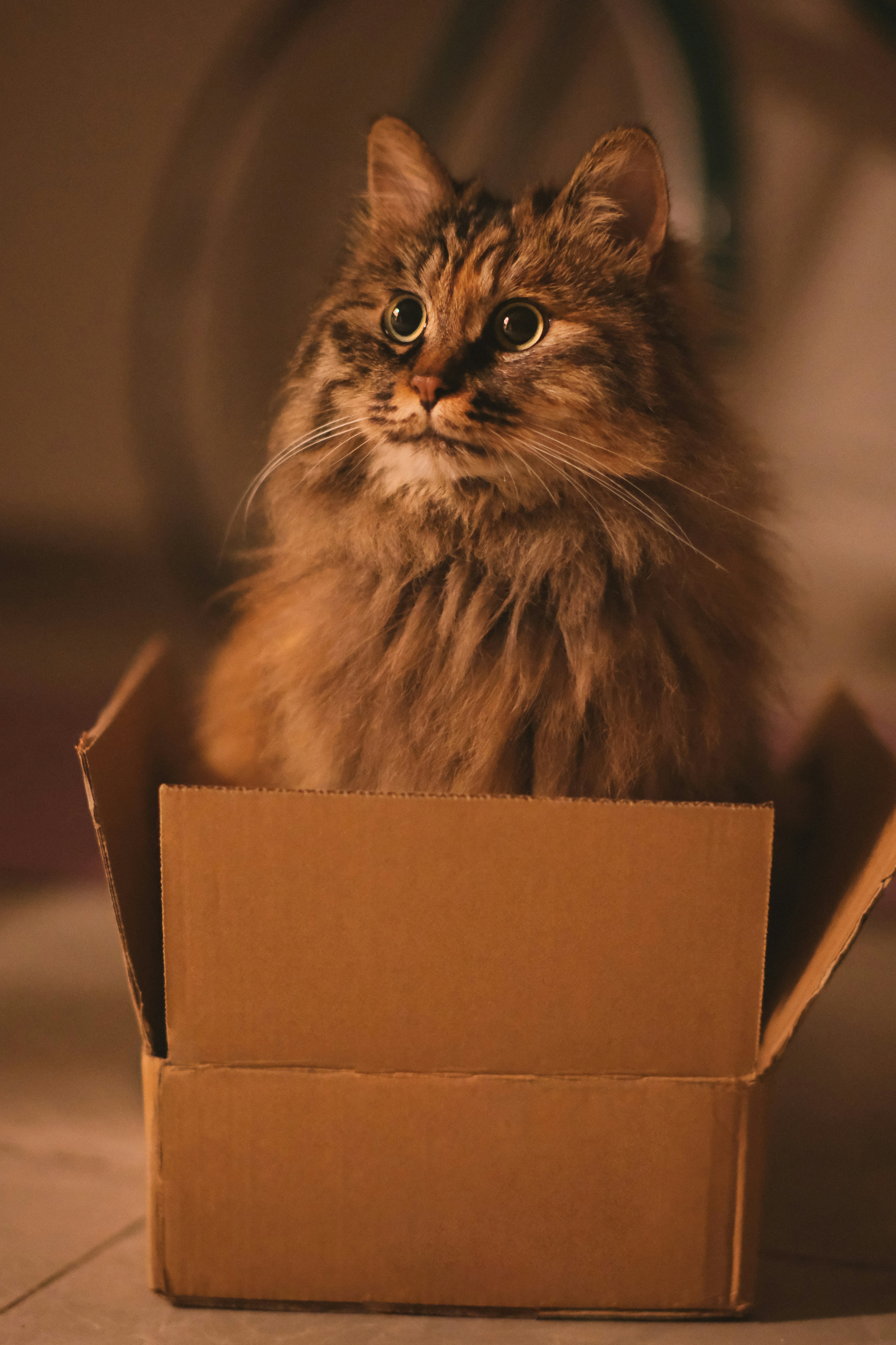 The Gift Presentation Ritual (image credits: unsplash)