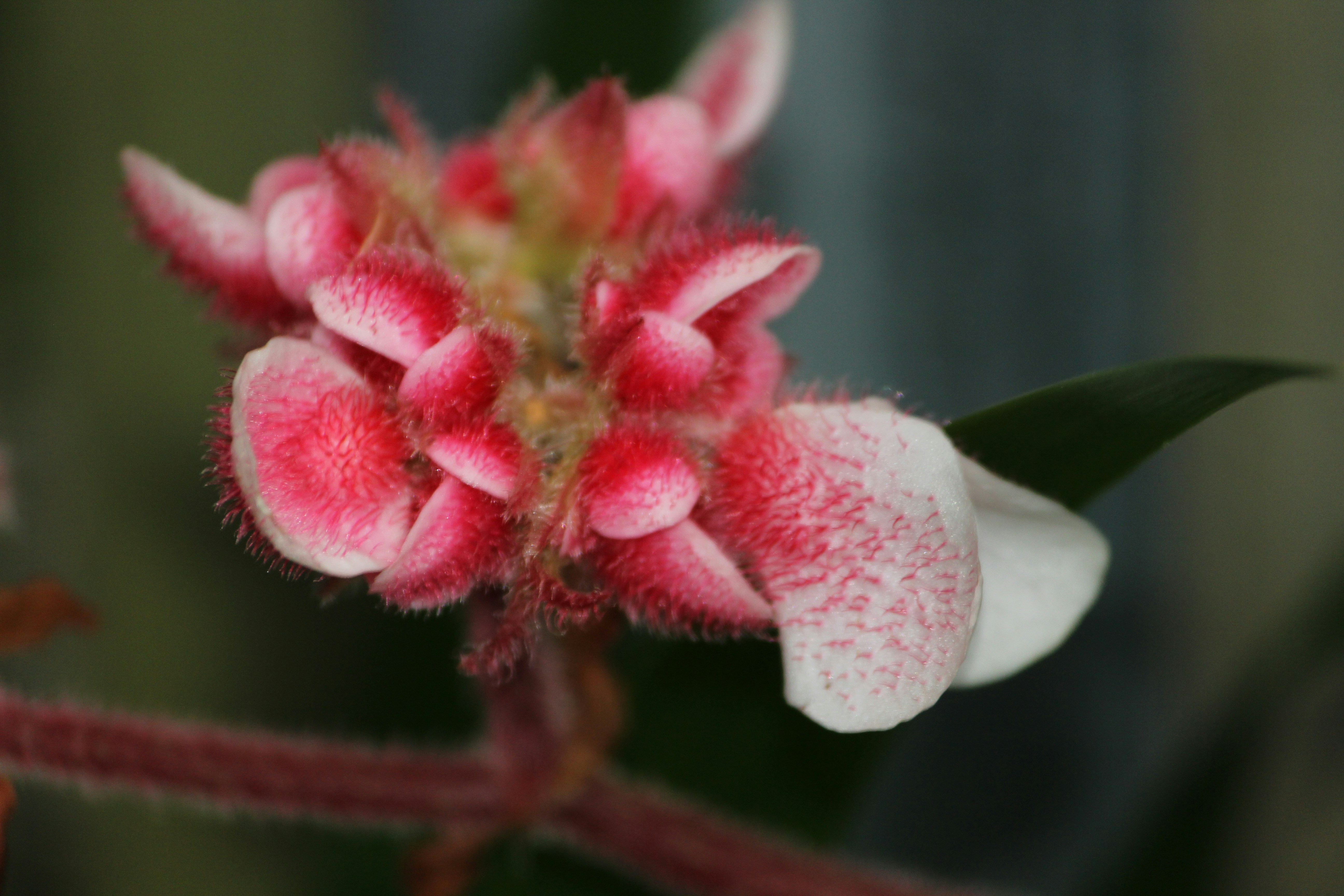 Wax Flower