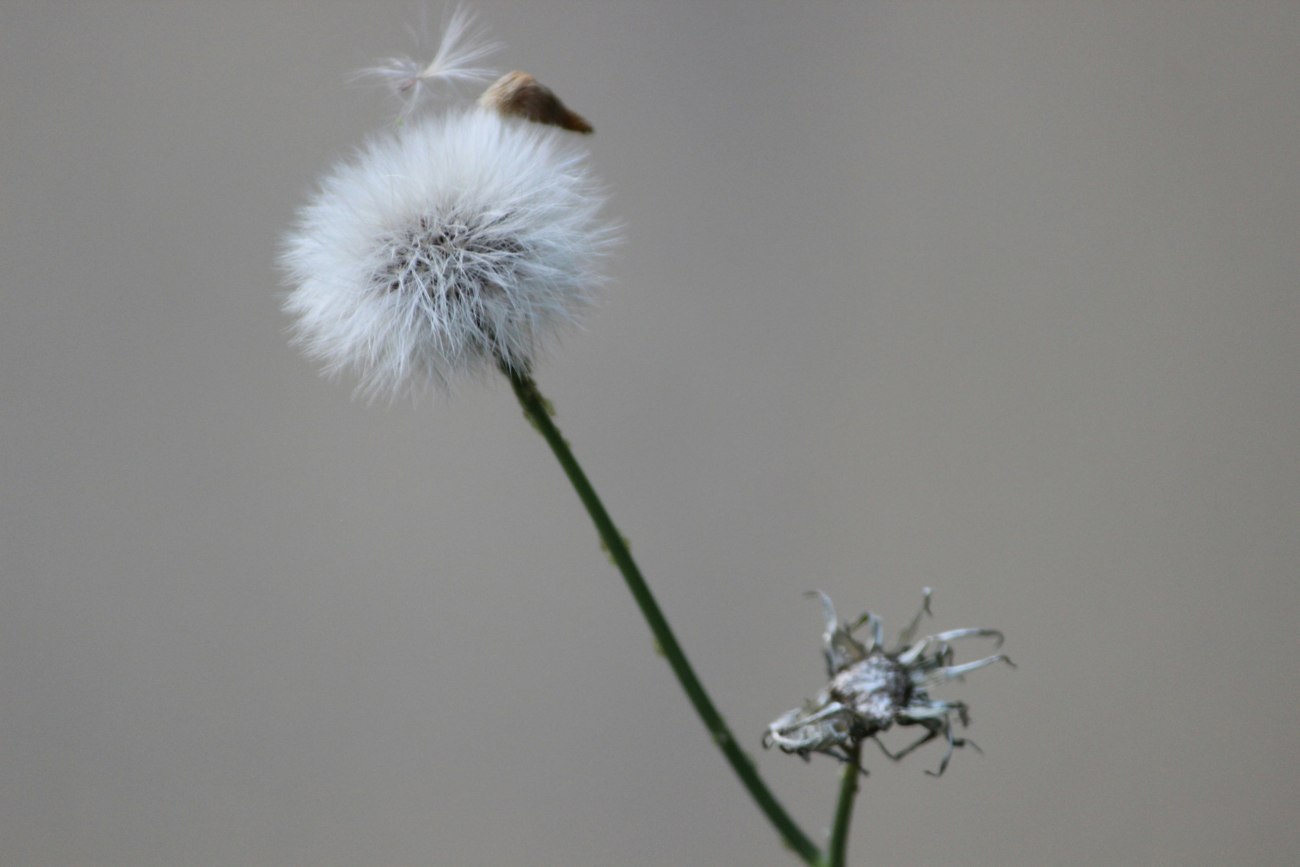 Photo by gcharsley