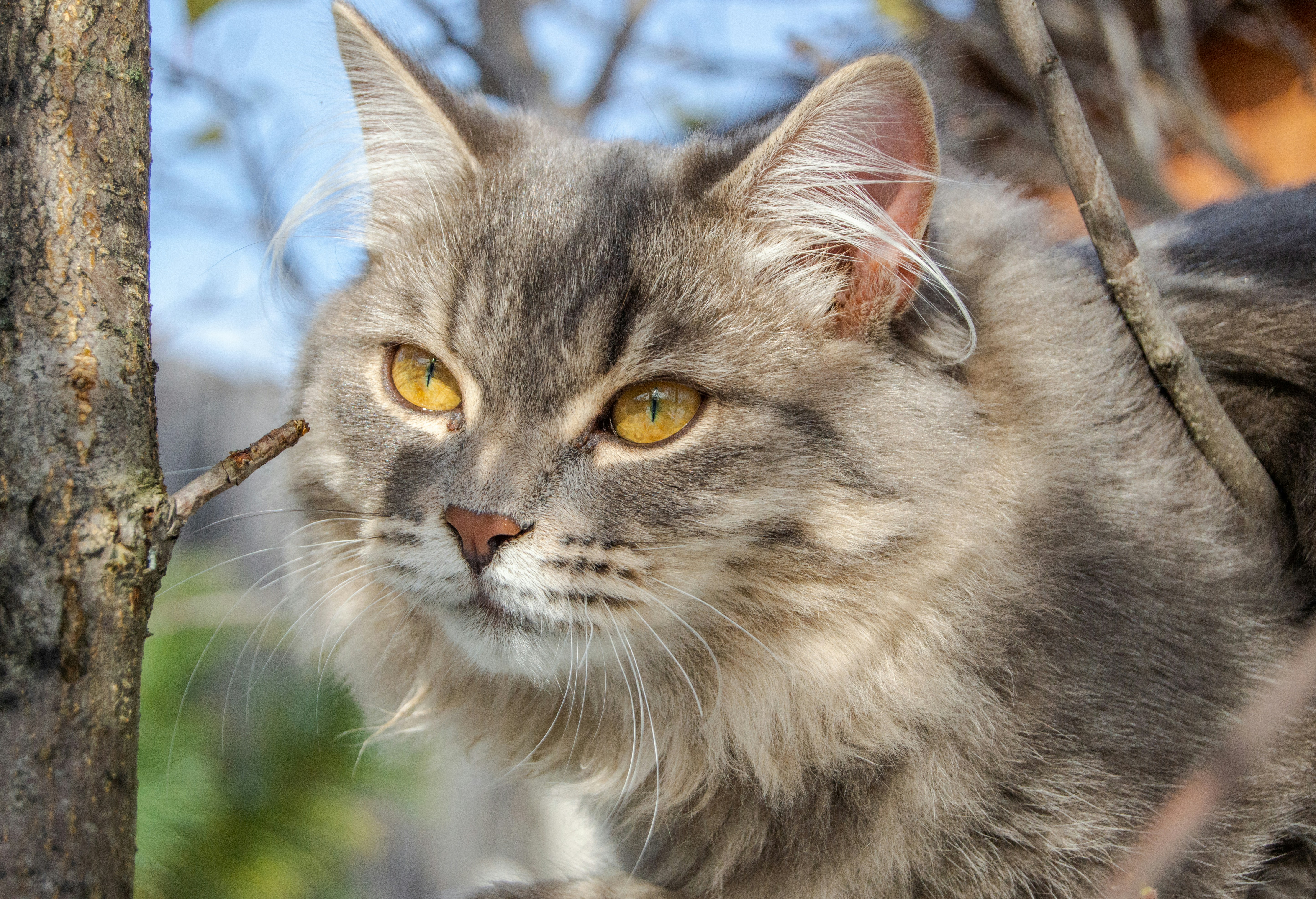 A gray cat with yellow eyes standing next to a tree