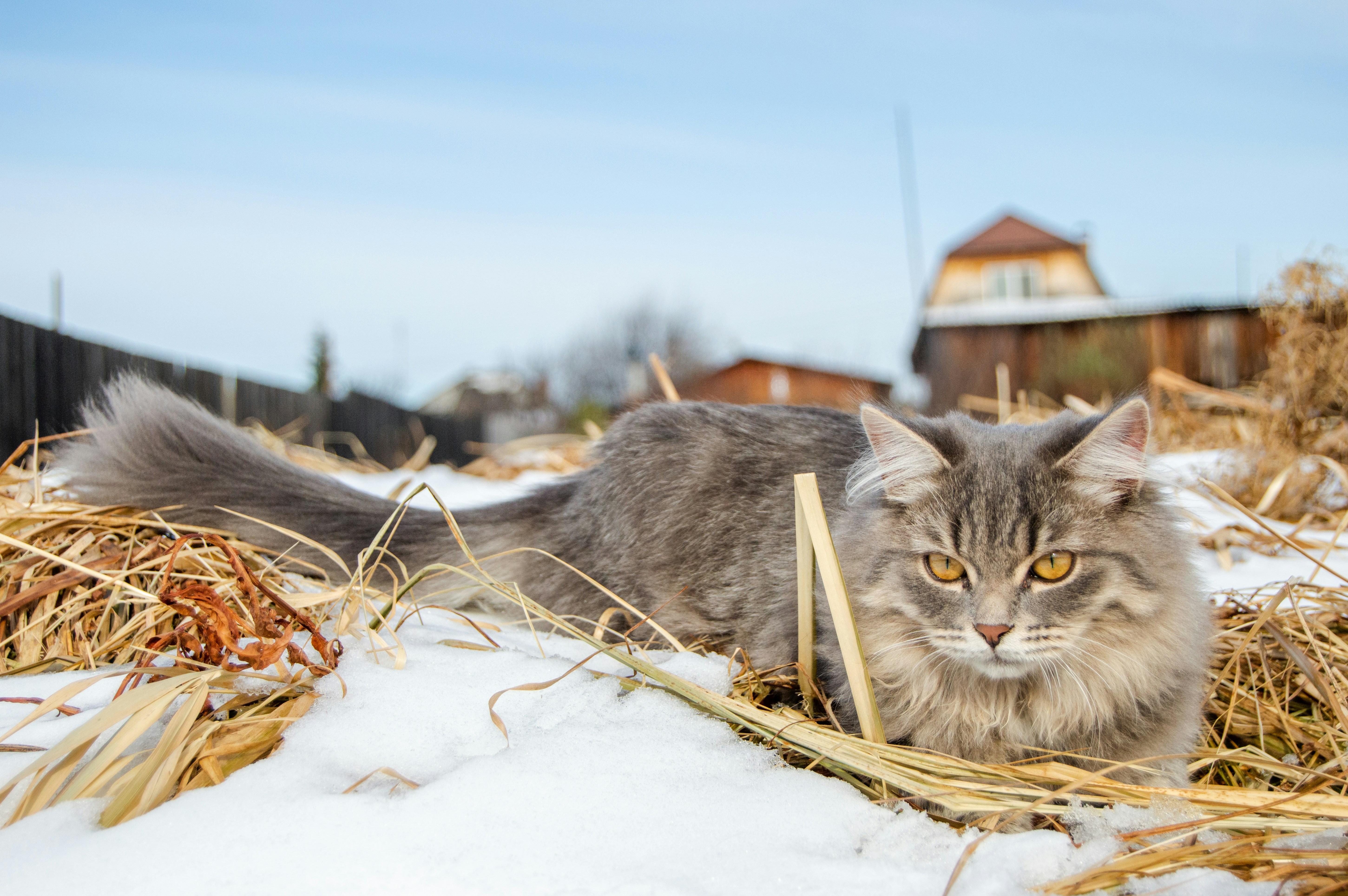 A cat laying on top of a pile of hay