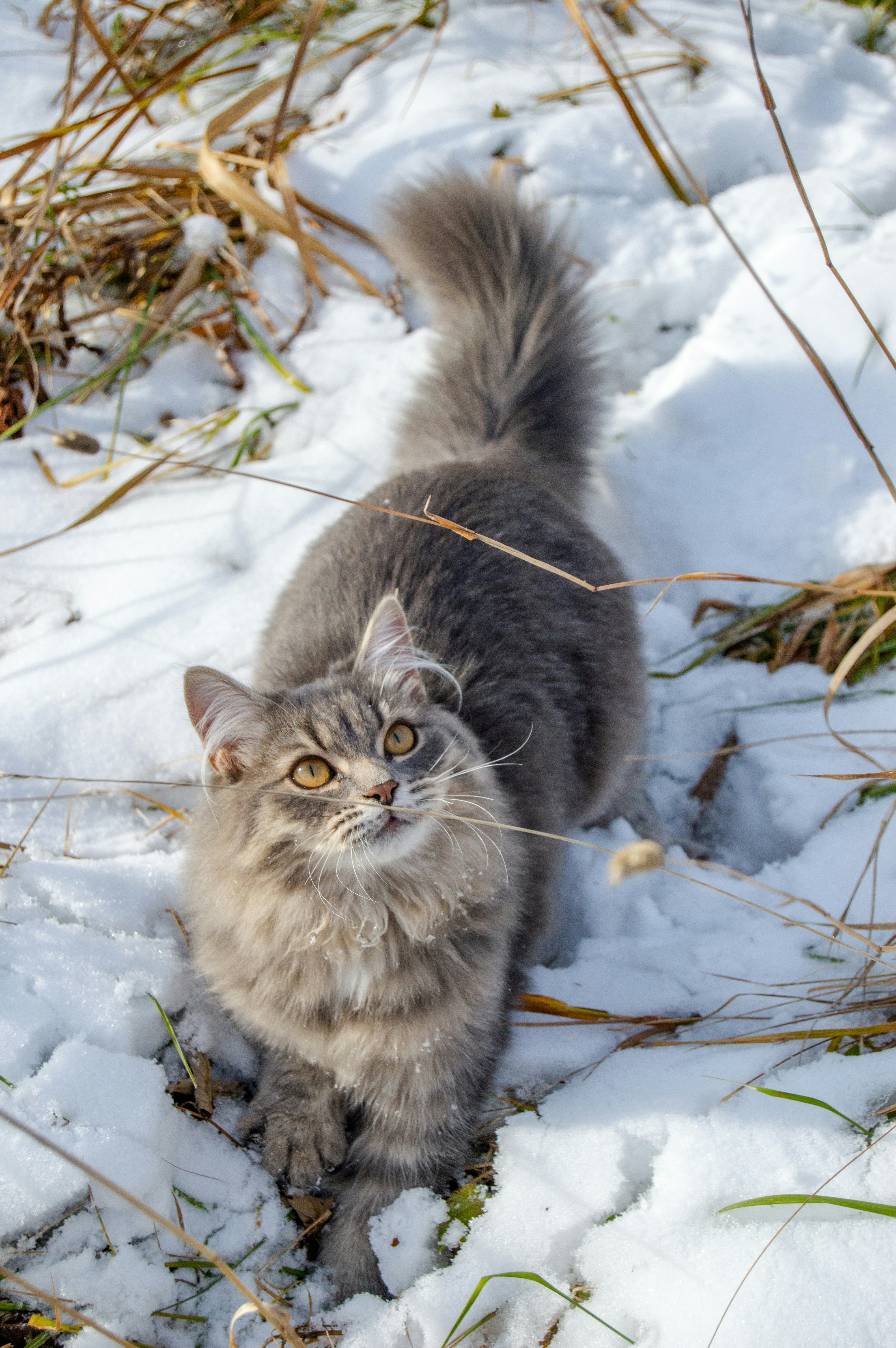 A cat walking through the snow in a field