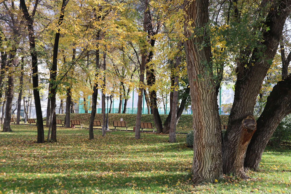 The image depicts a serene park scene with tall, leafy trees casting dappled shadows on the grass below. The trees are adorned with vibrant yellow leaves that have fallen to the ground, creating a picturesque autumnal atmosphere. In the foreground, there is a large tree trunk and several smaller trees, adding depth to the image. A few benches can be seen scattered throughout the park, providing a place for visitors to sit and enjoy the view. The perspective of the photo suggests it was taken from a distance, allowing for a comprehensive view of the park's layout and features.