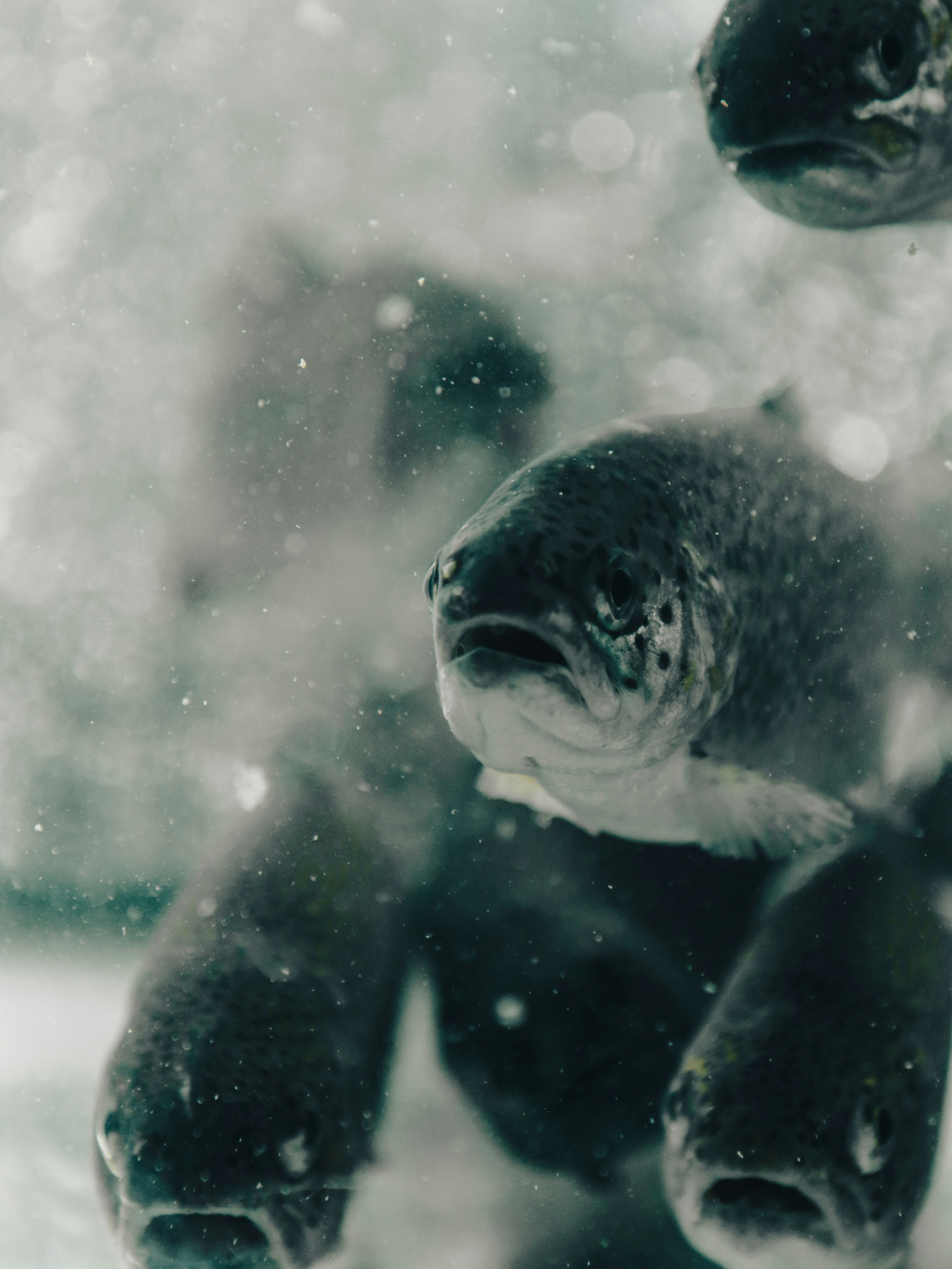 Un poisson nage dans l’eau