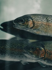 A group of fish floating on top of a body of water