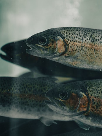 A group of fish floating on top of a body of water