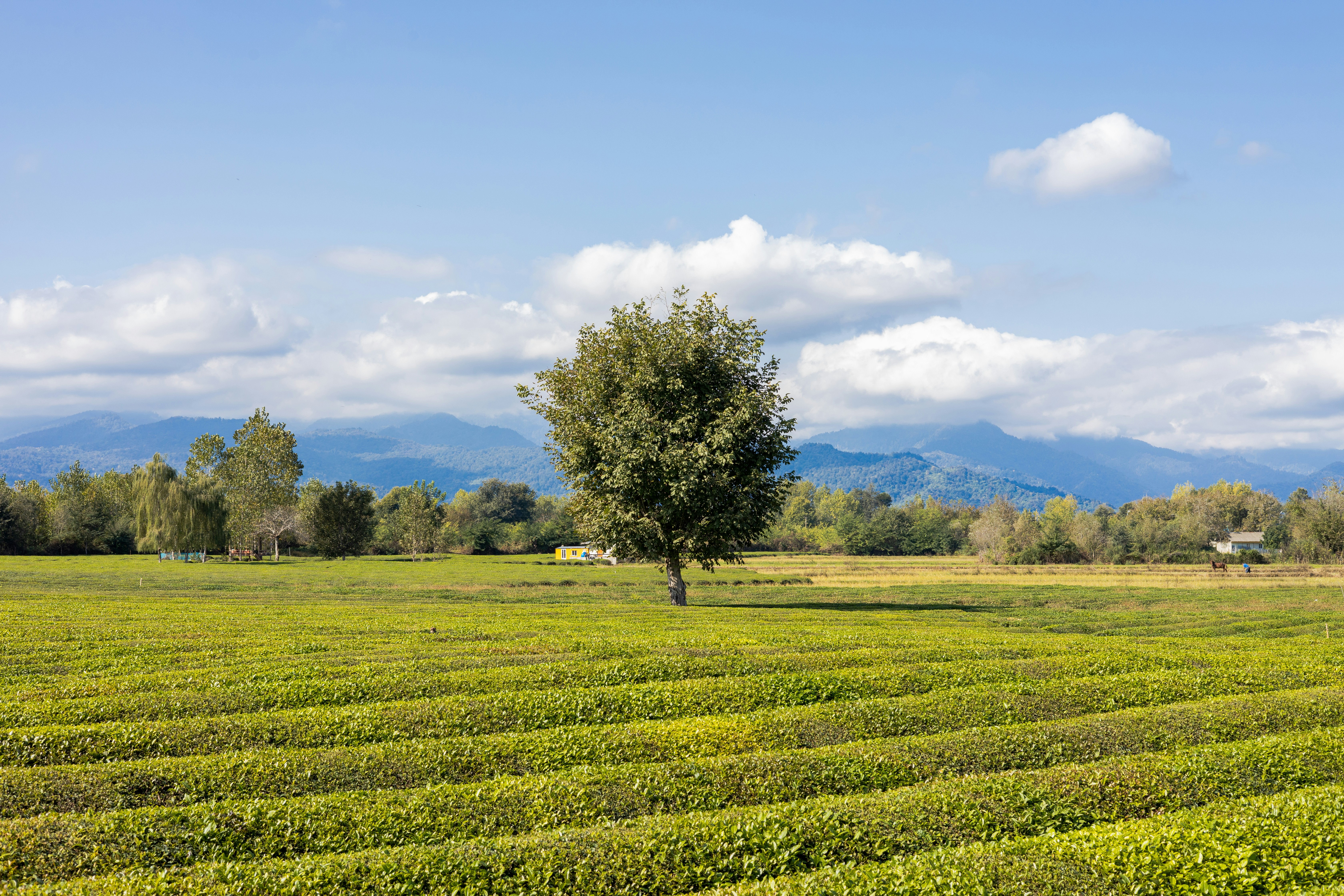 A large field with a tree in the middle of it