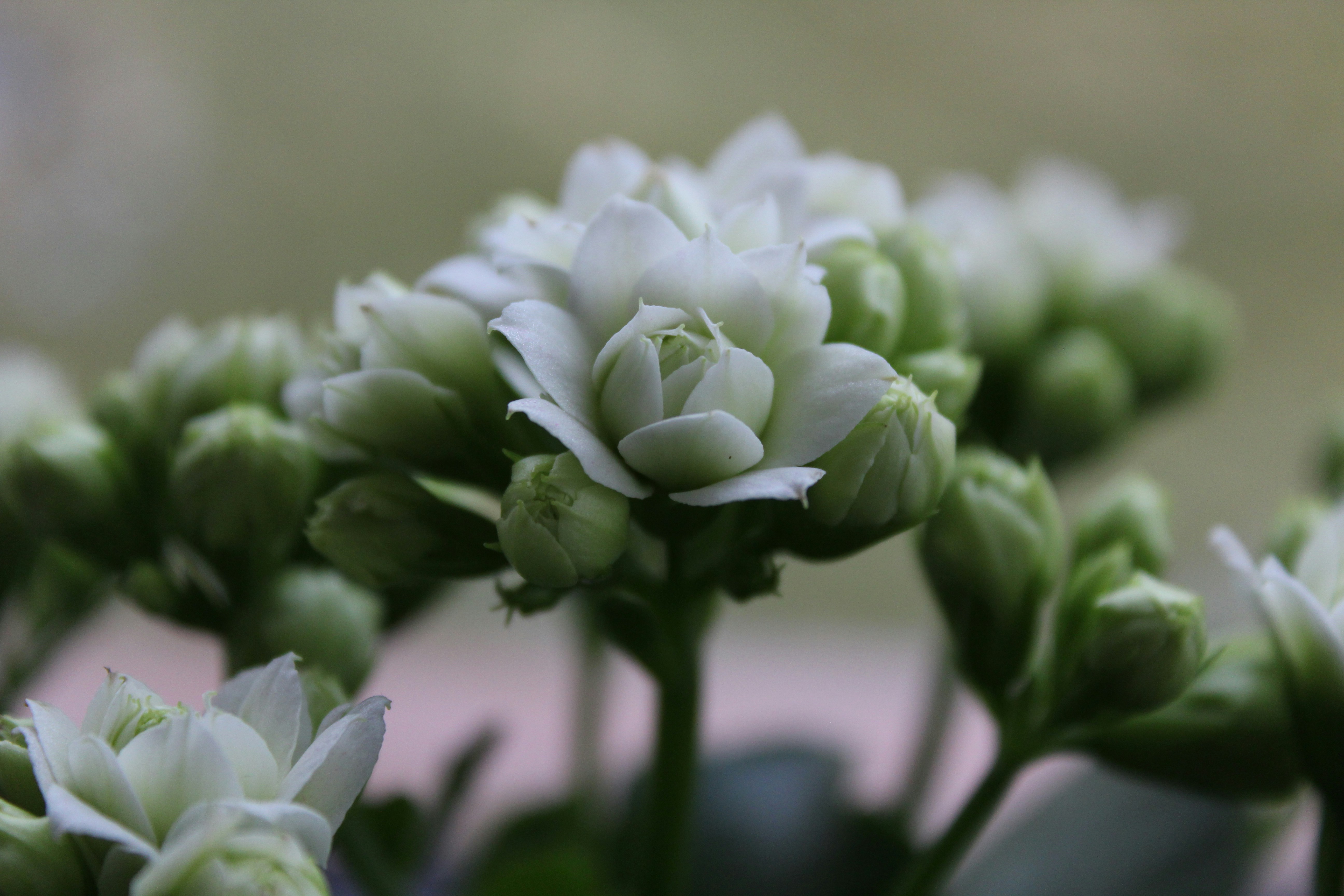 Photo by alys_skowron