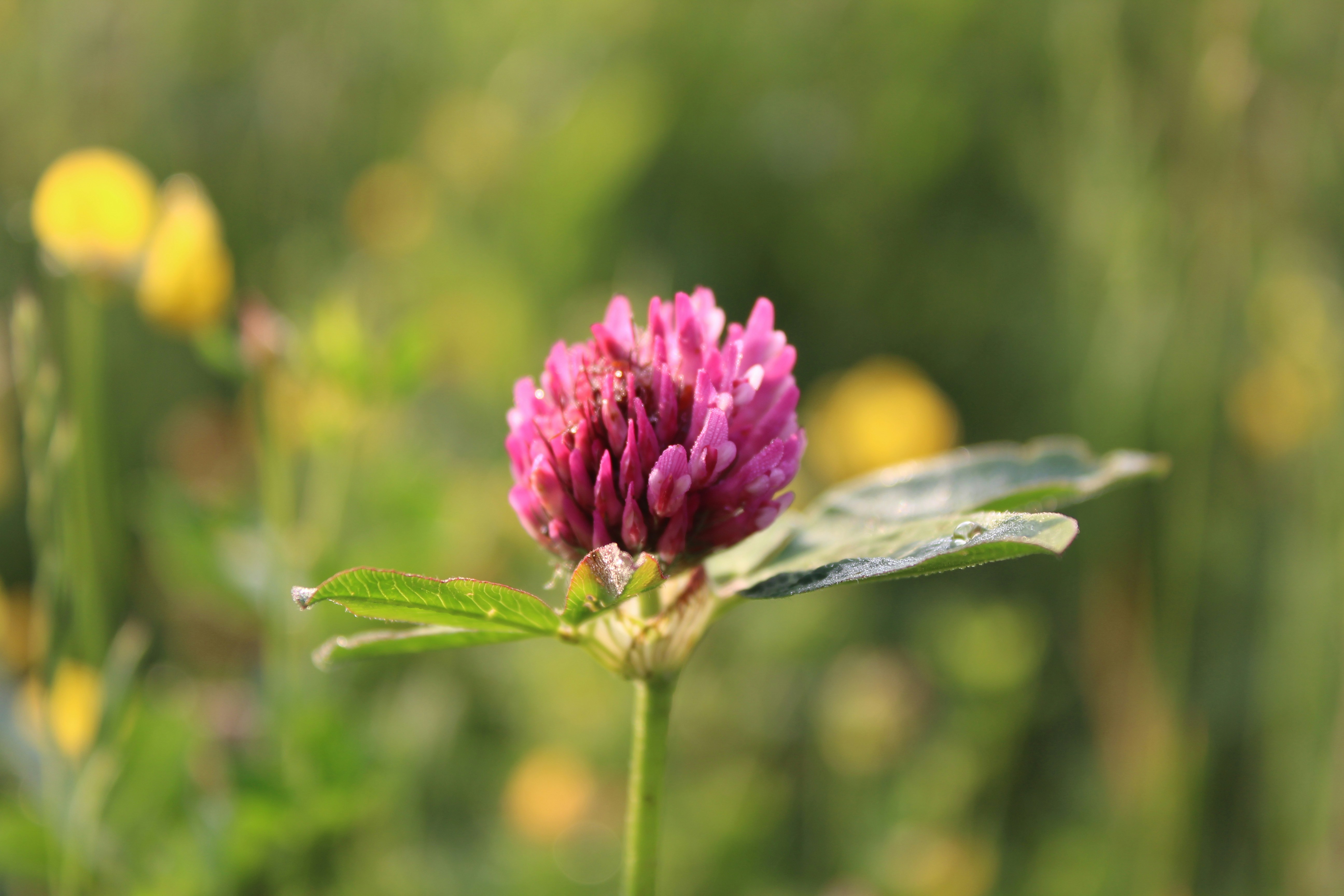 Photo by alys_skowron