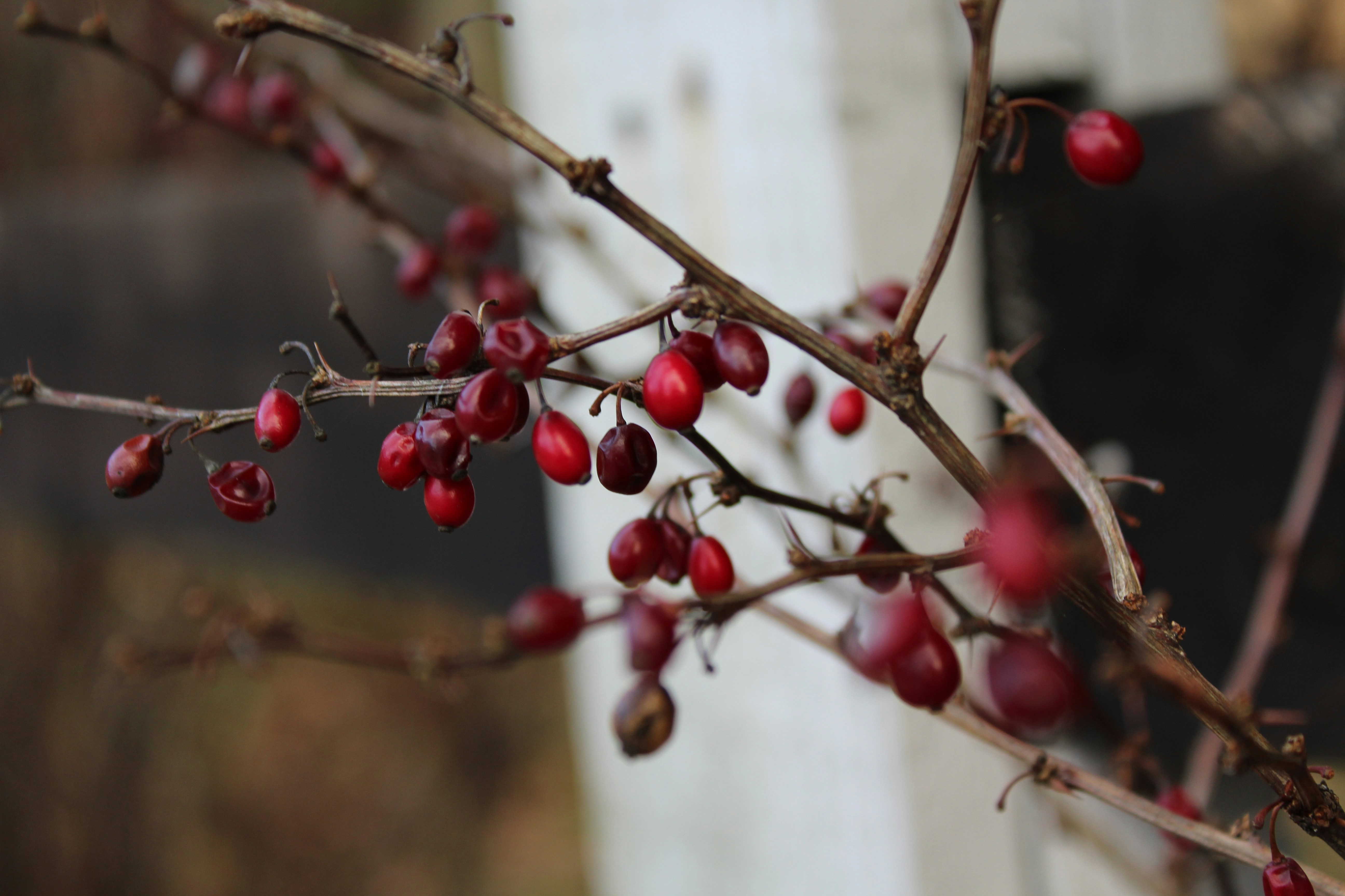 Photo by alys_skowron