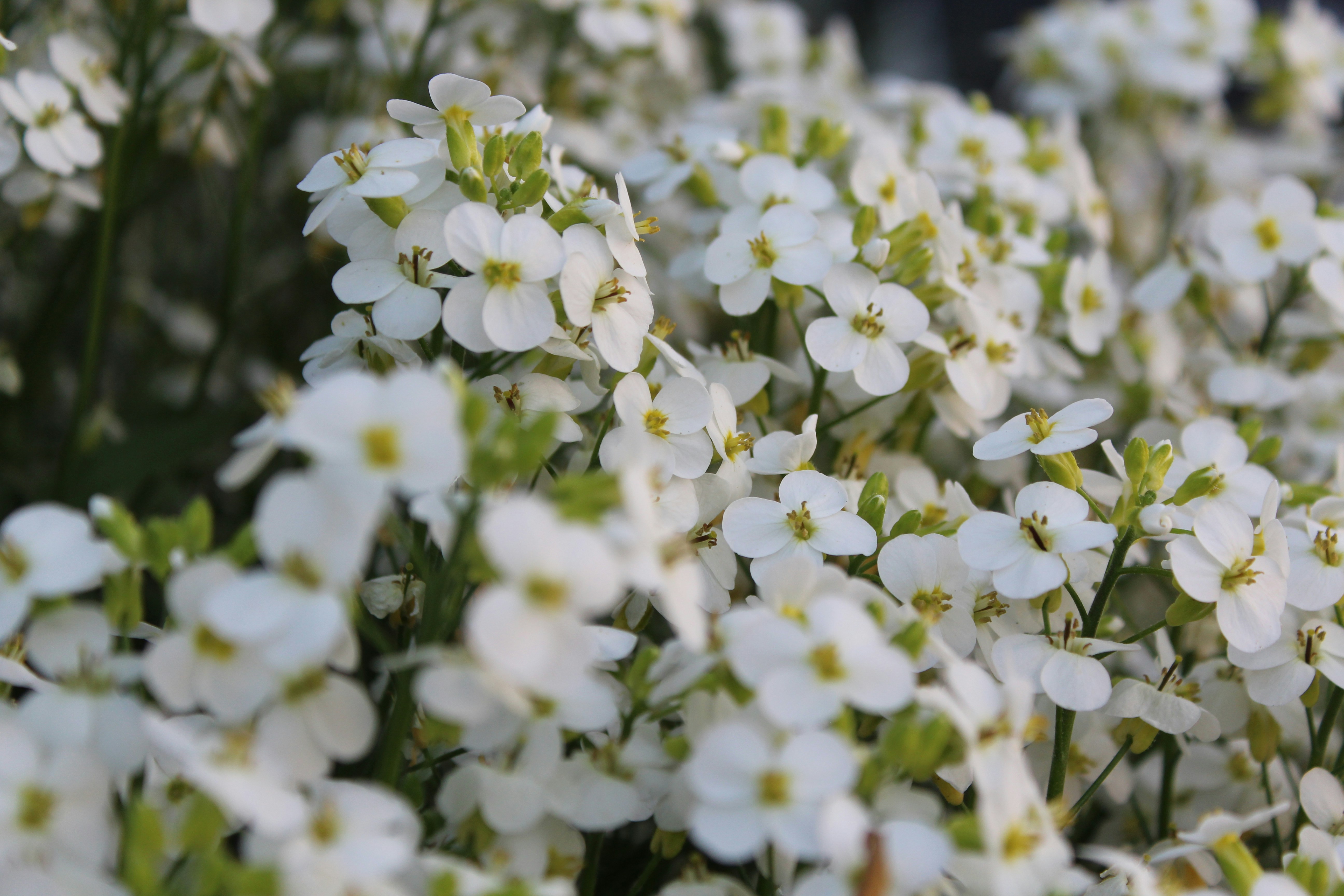 Photo by alys_skowron