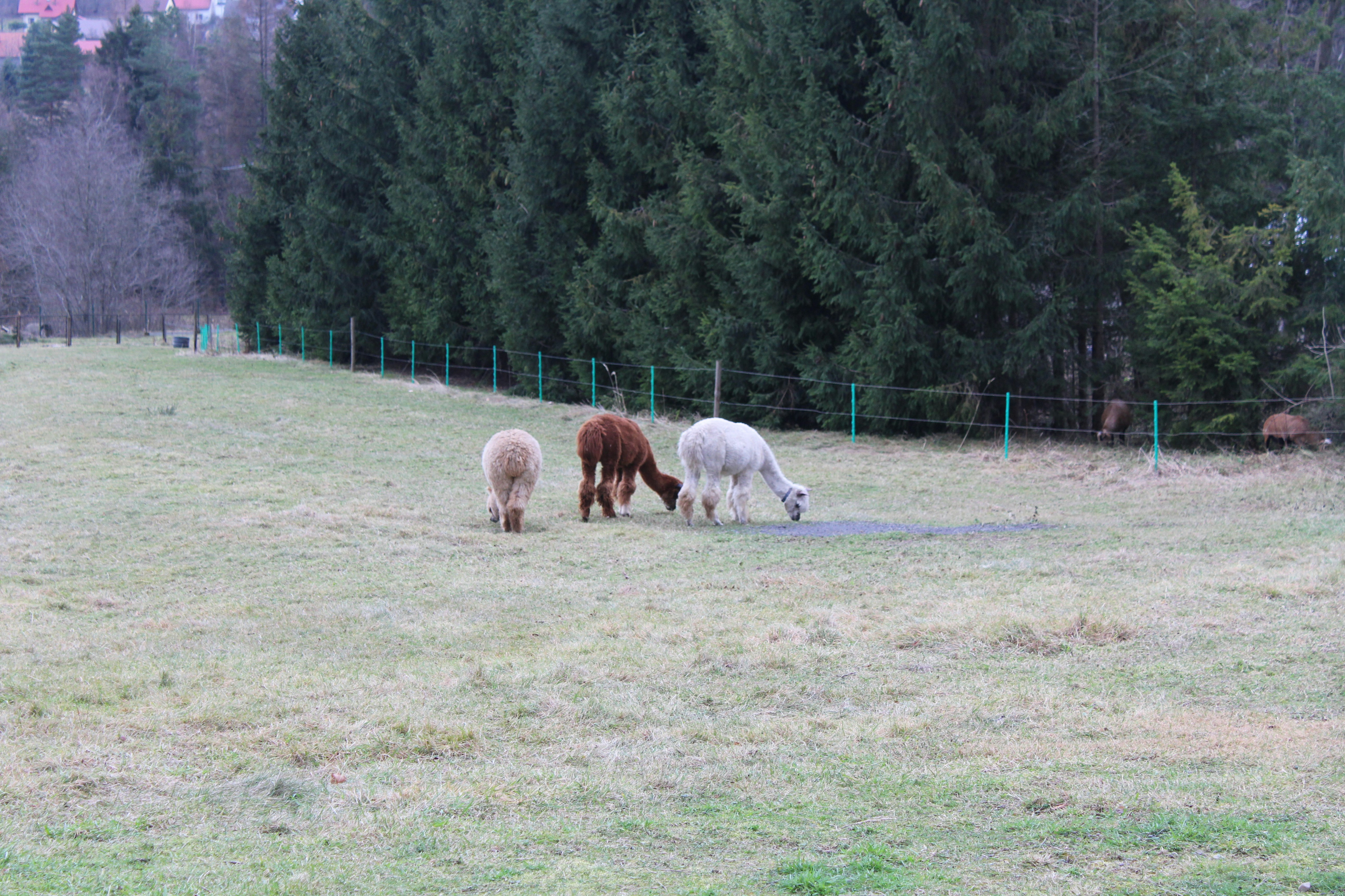 Photo by alys_skowron