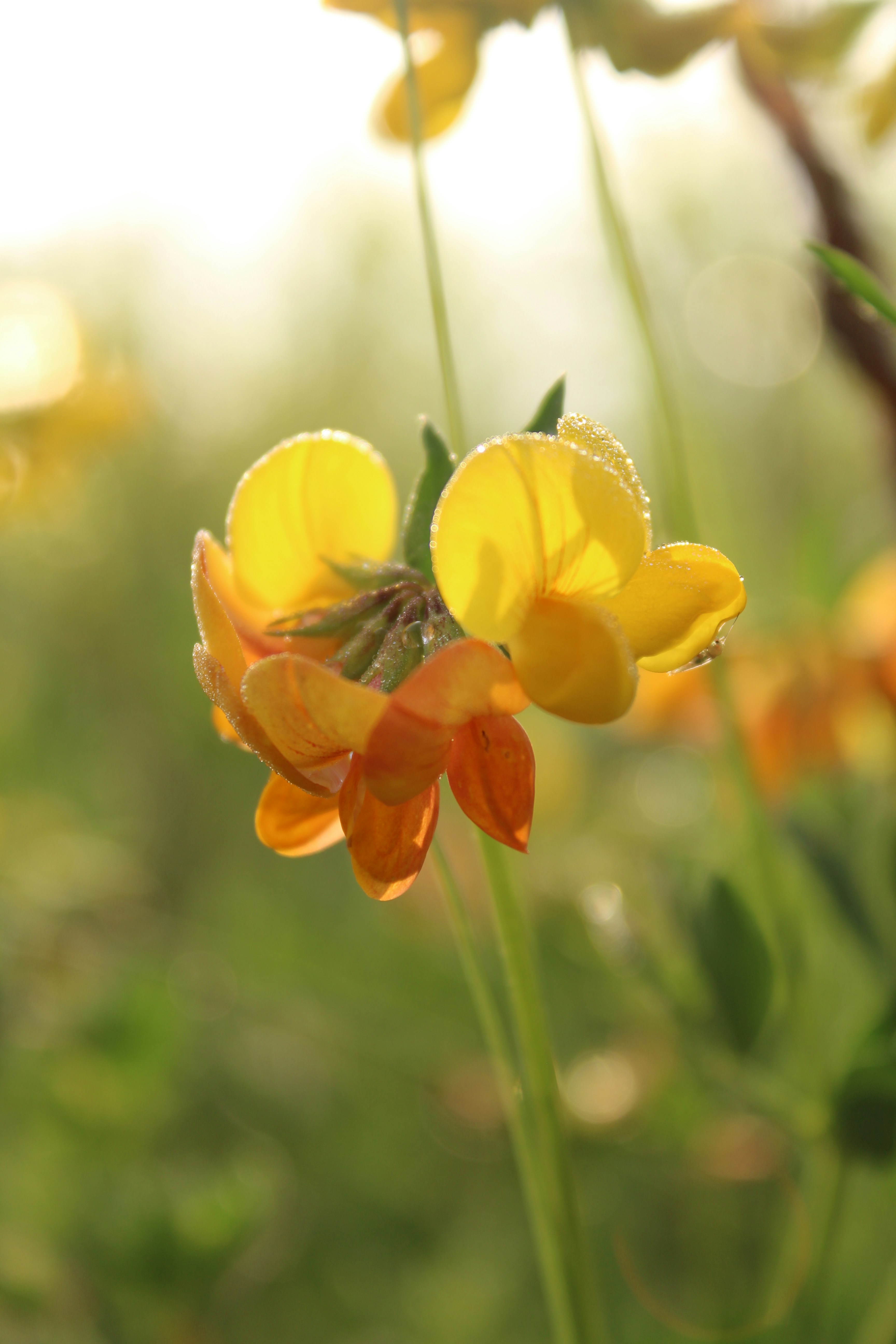 Photo by alys_skowron