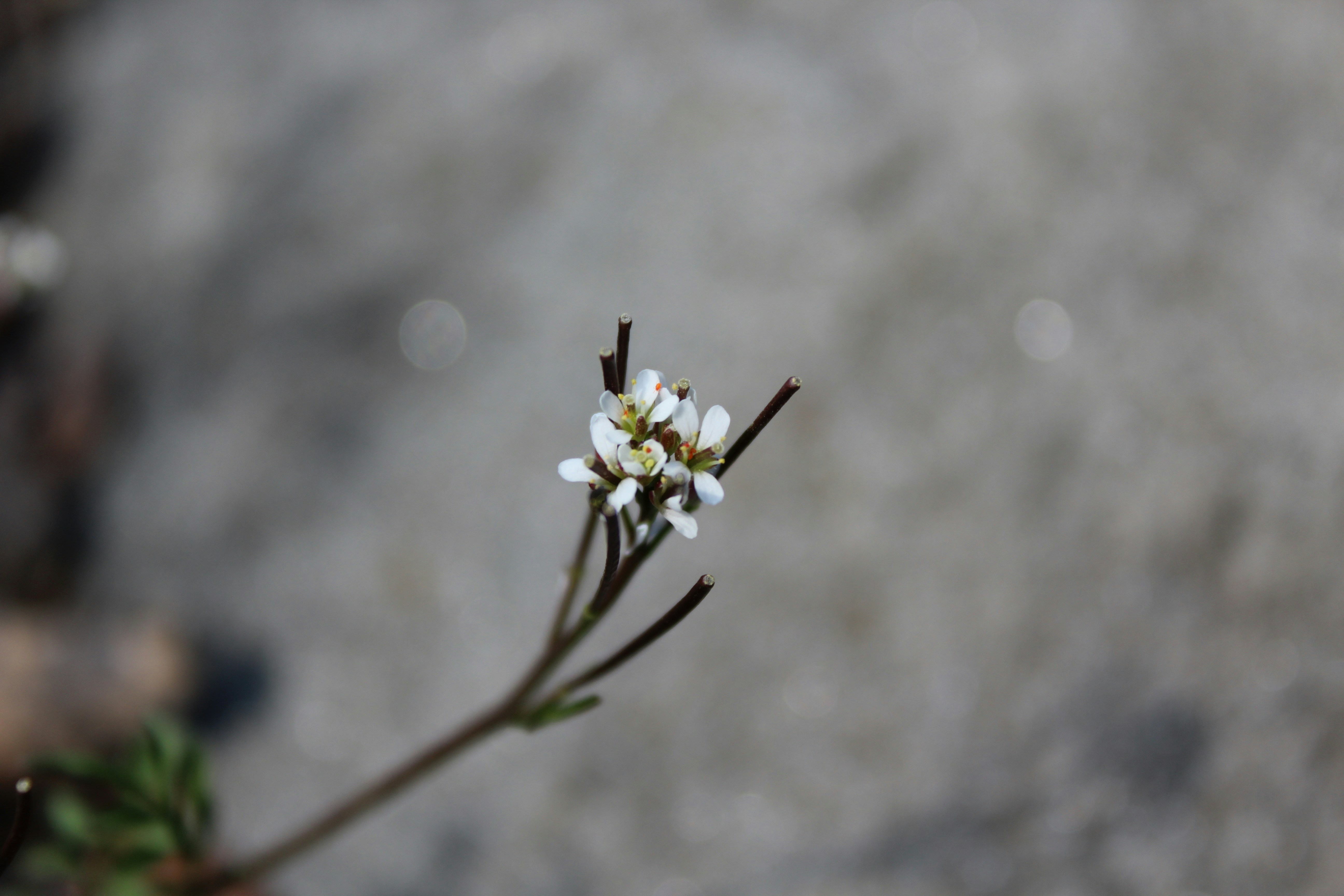 Photo by ali_alauda