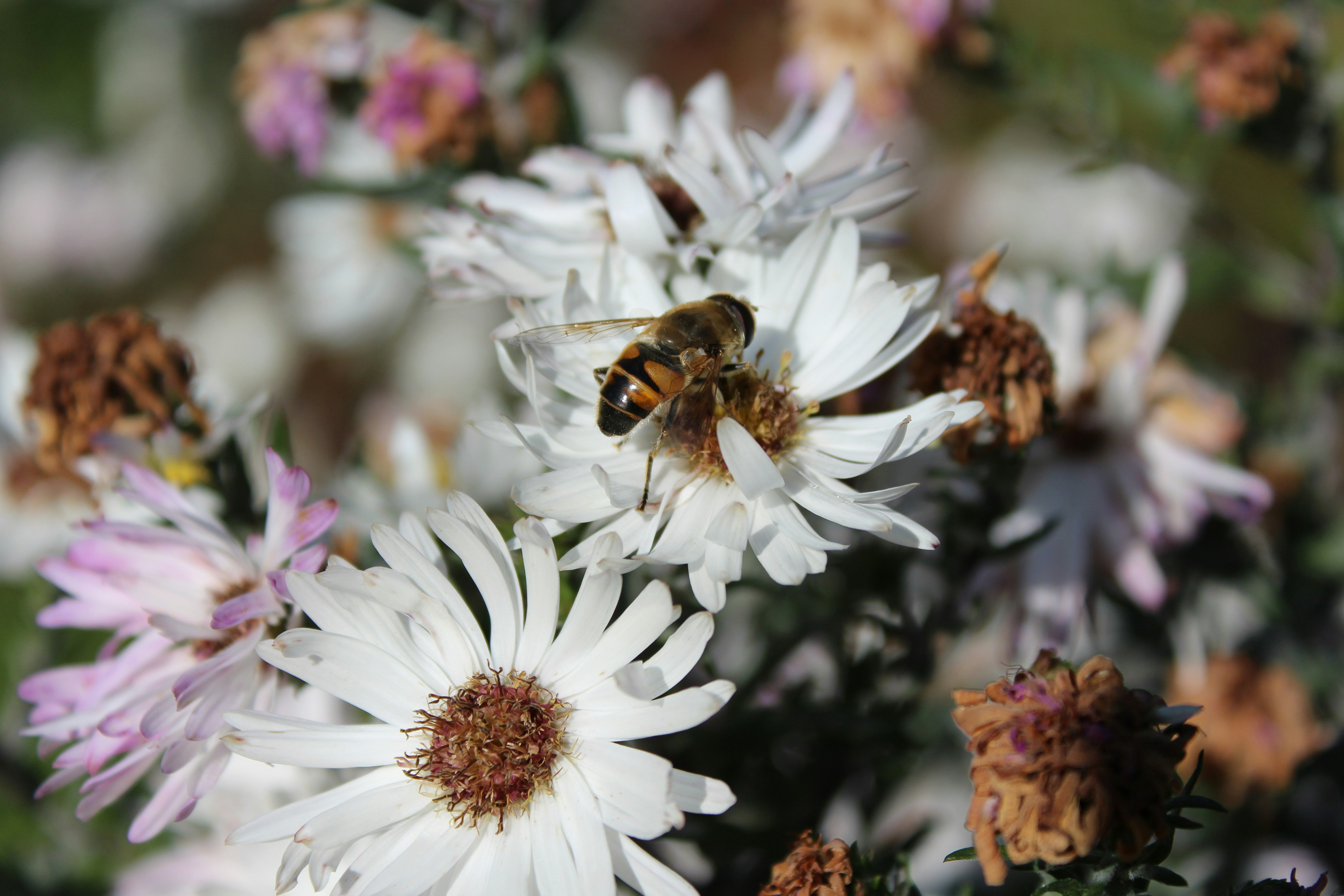 Photo by alys_skowron