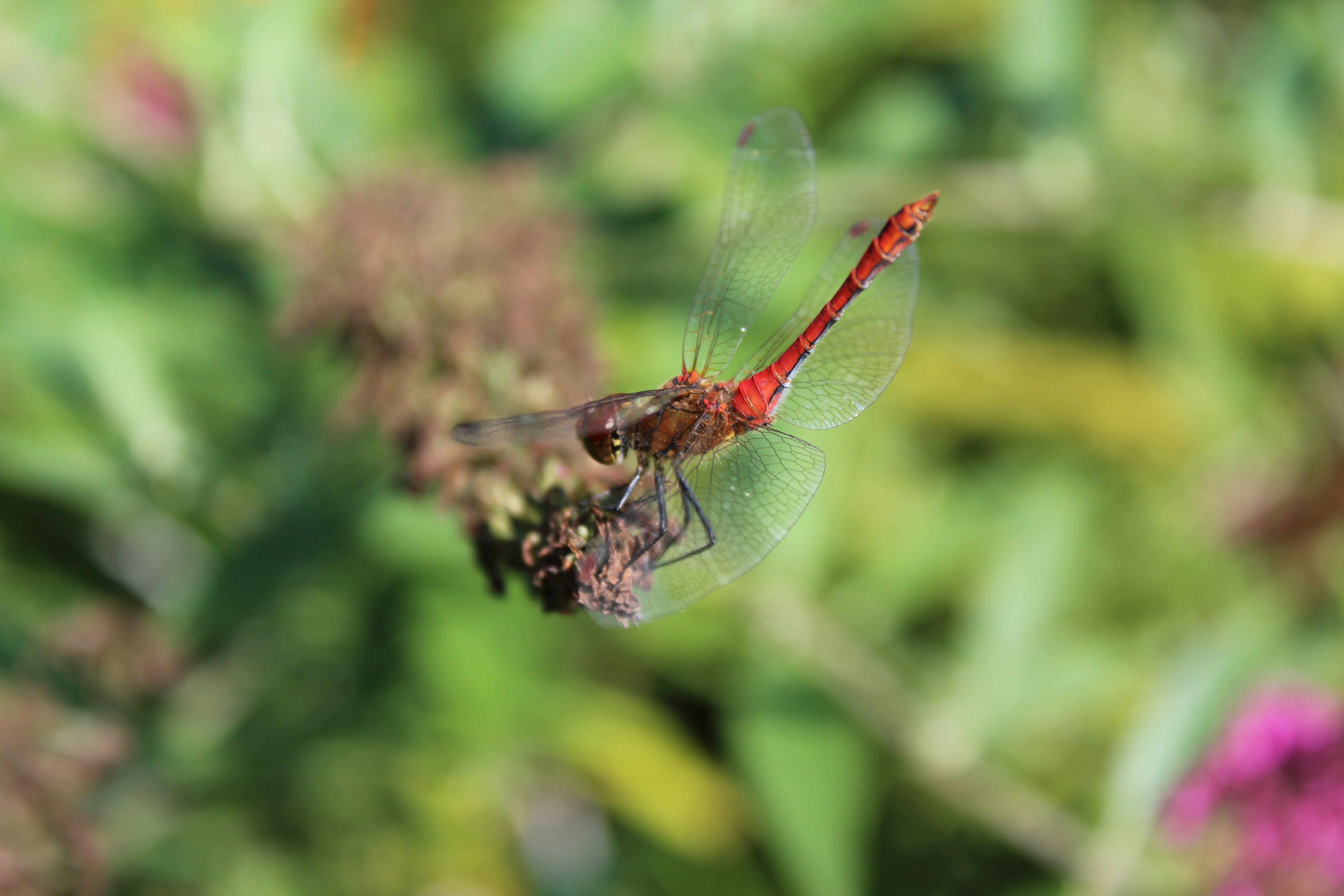 Photo by alys_skowron