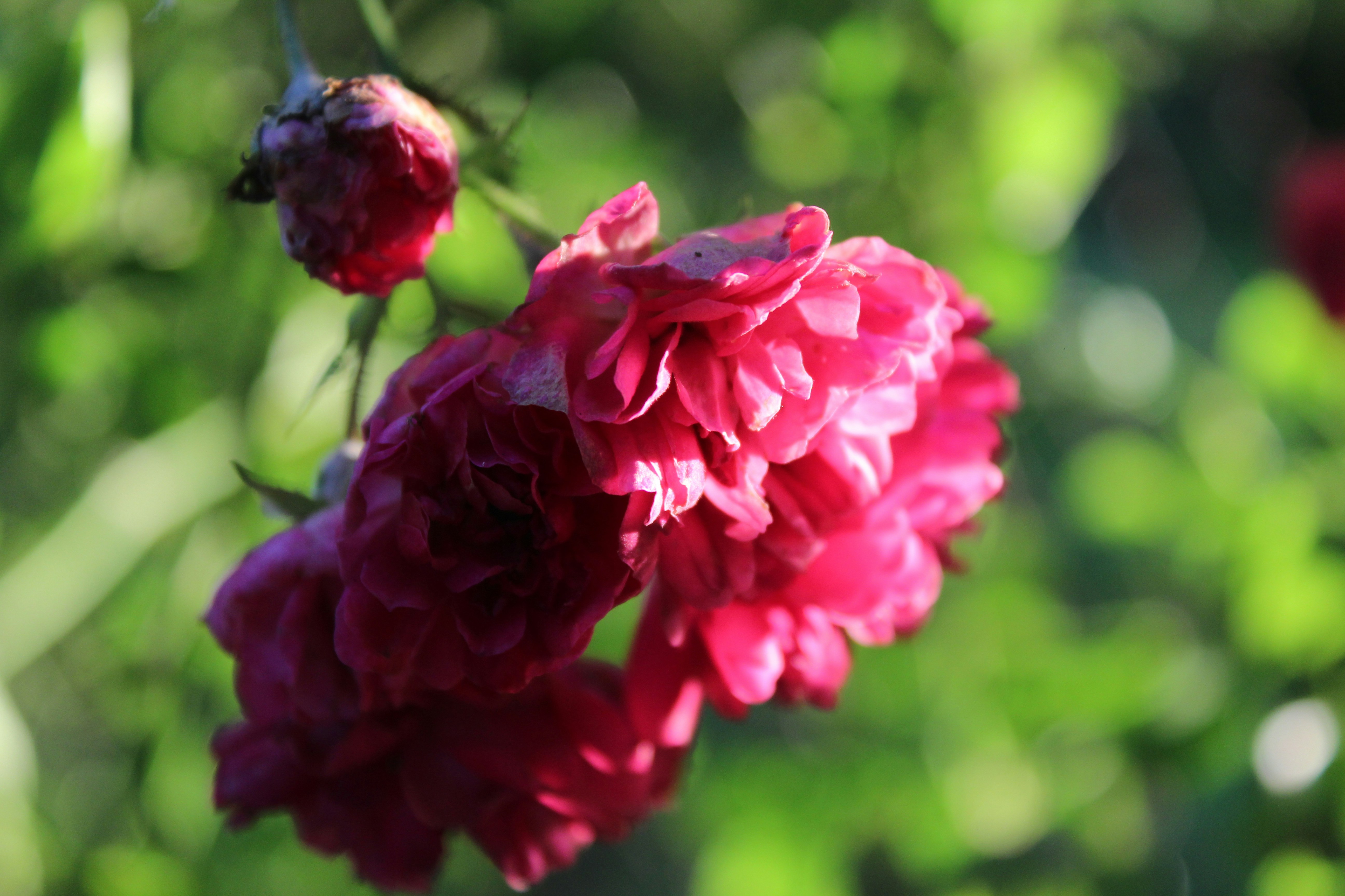 Photo by alys_skowron