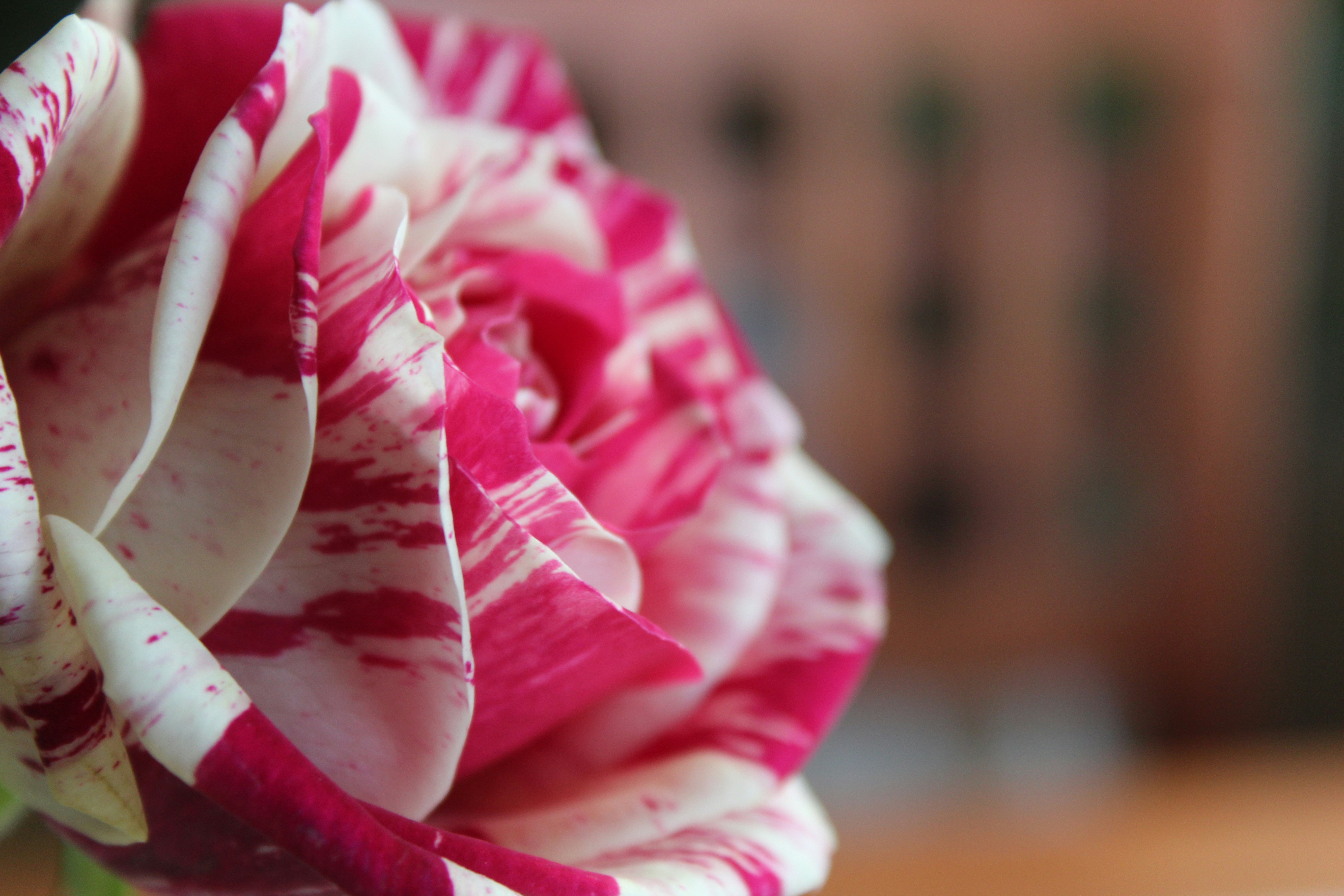 Photo by alys_skowron