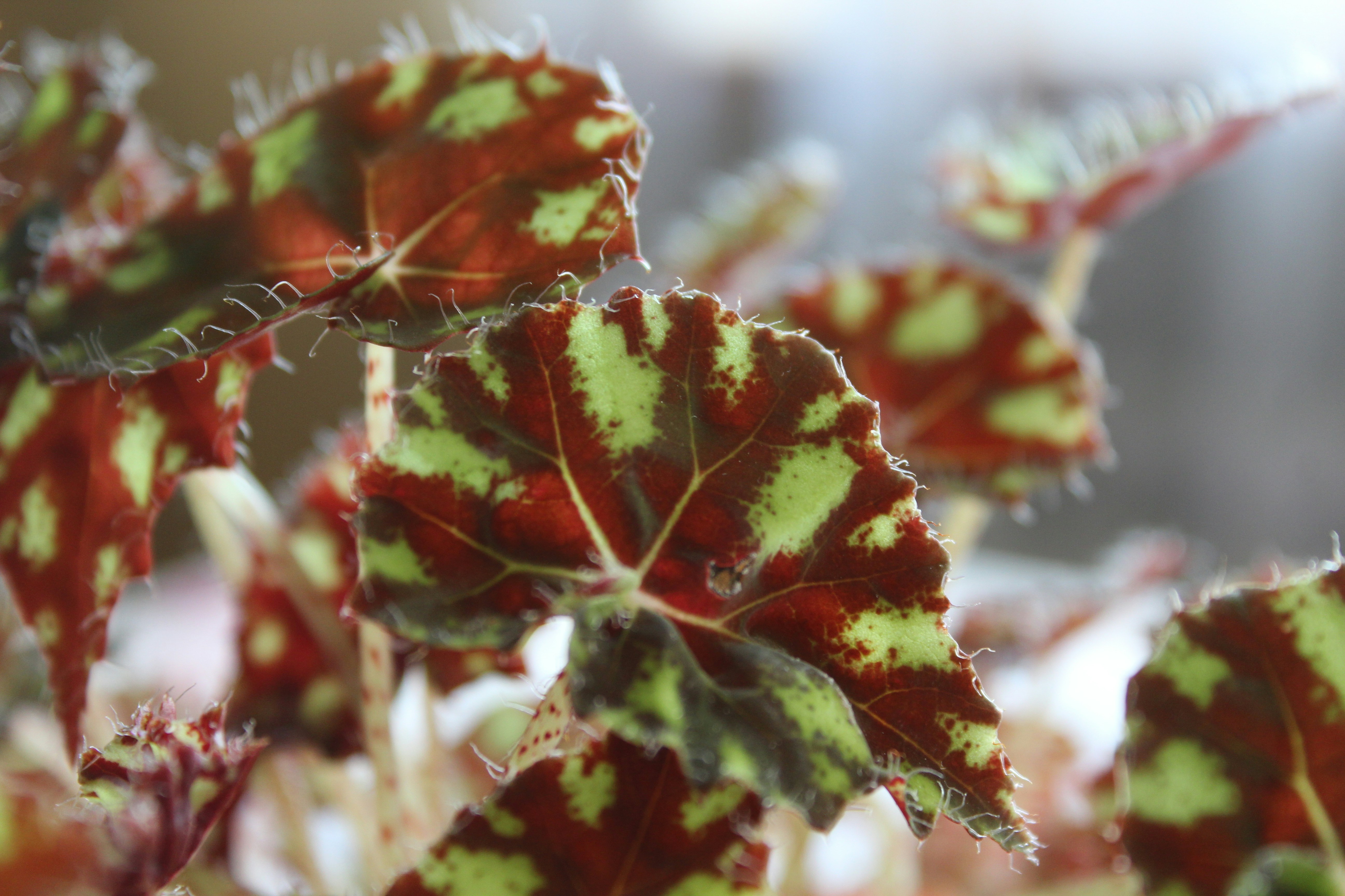 A close up of a plant with green and red leaves