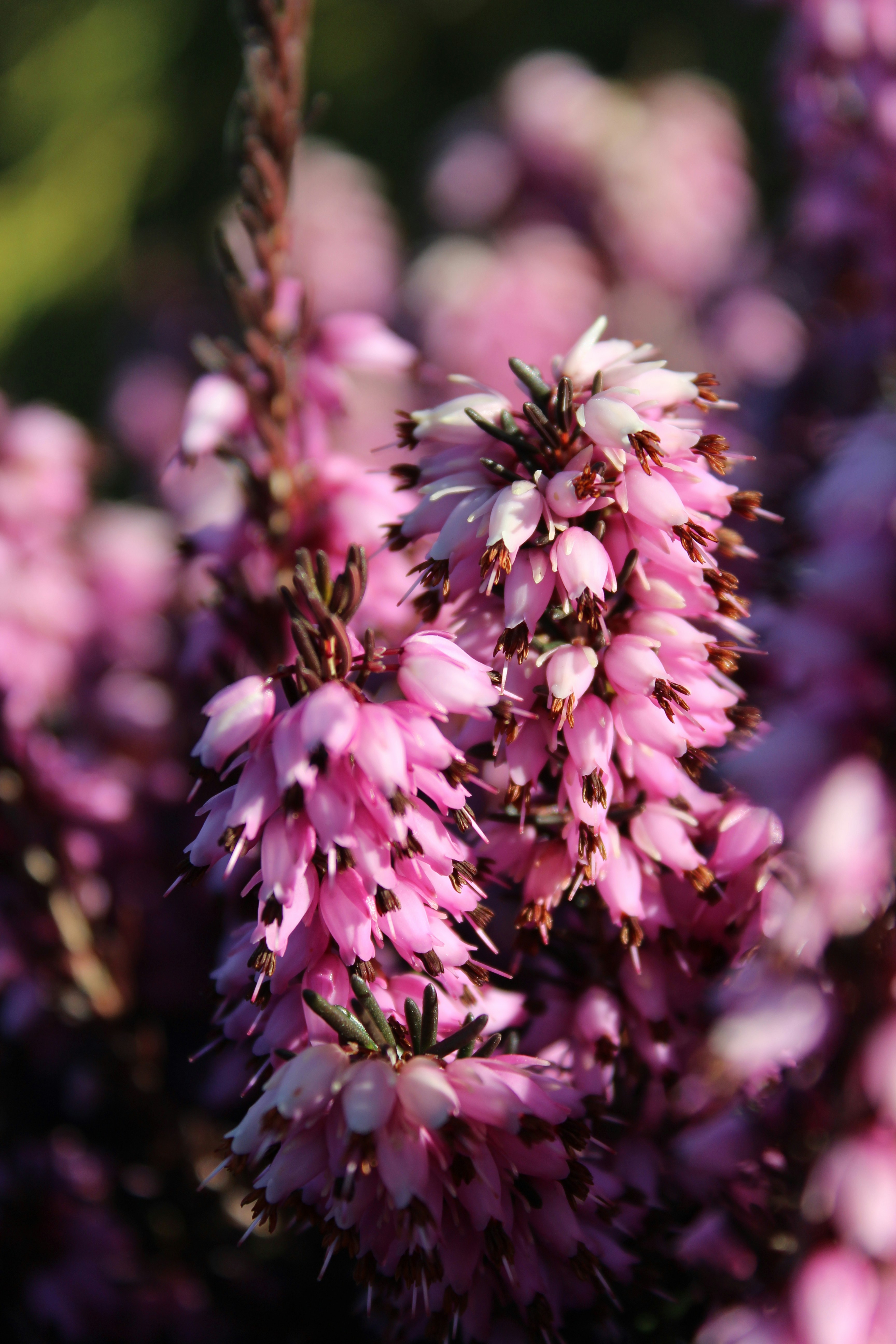 Photo by alys_skowron