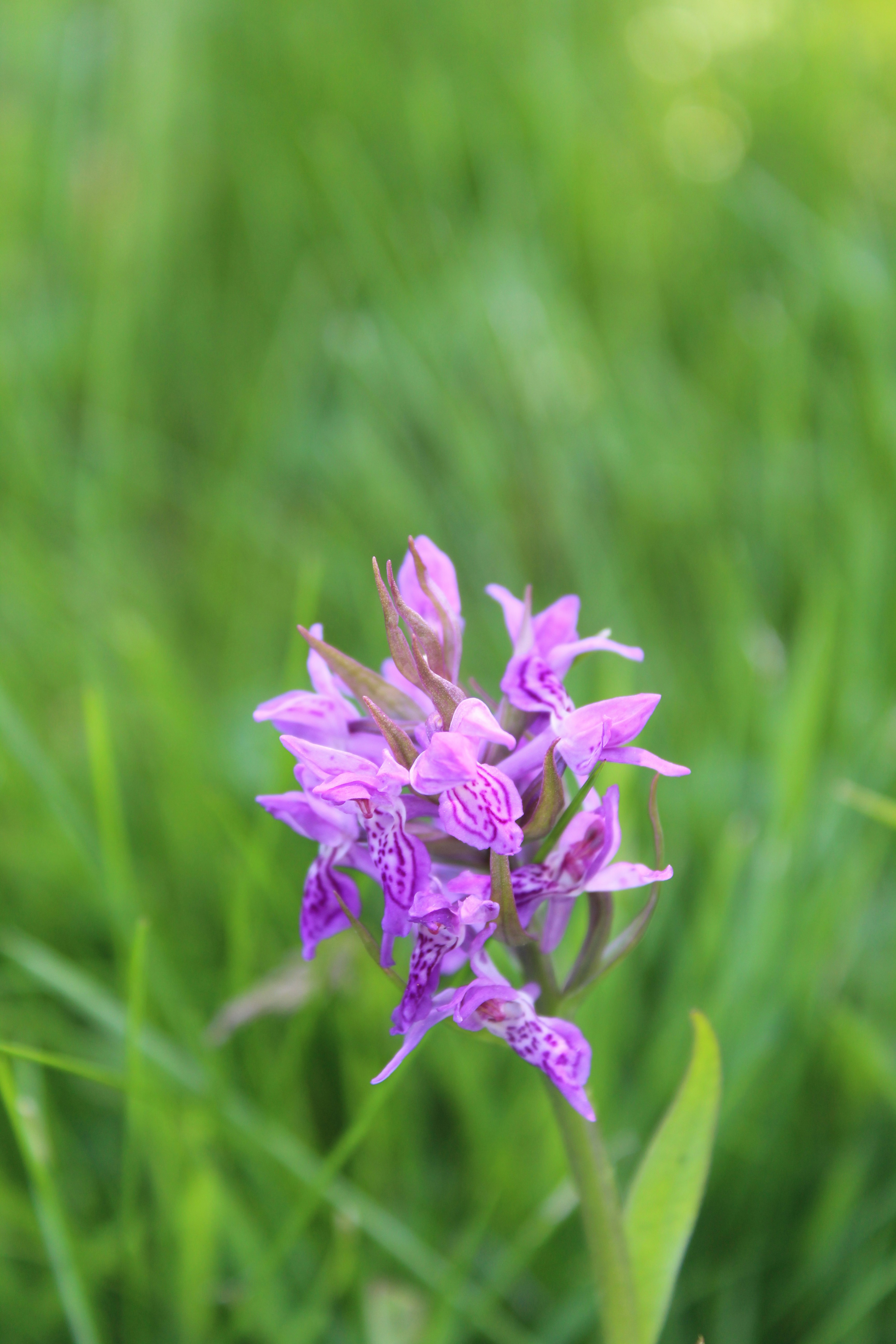 Photo by alys_skowron