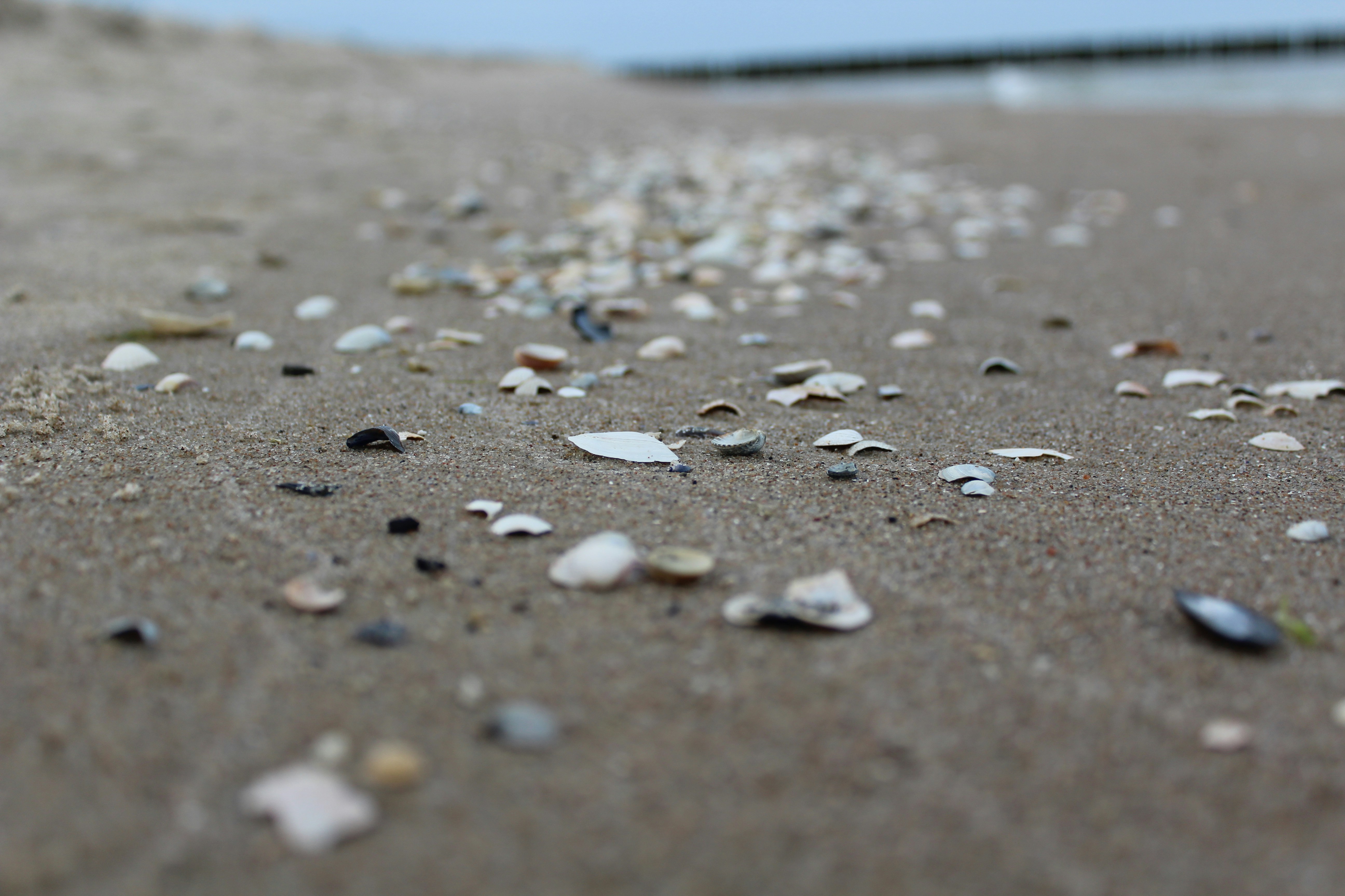 Mix of shells on the beach hi-res stock photography and images - Alamy, image size:3000x2000