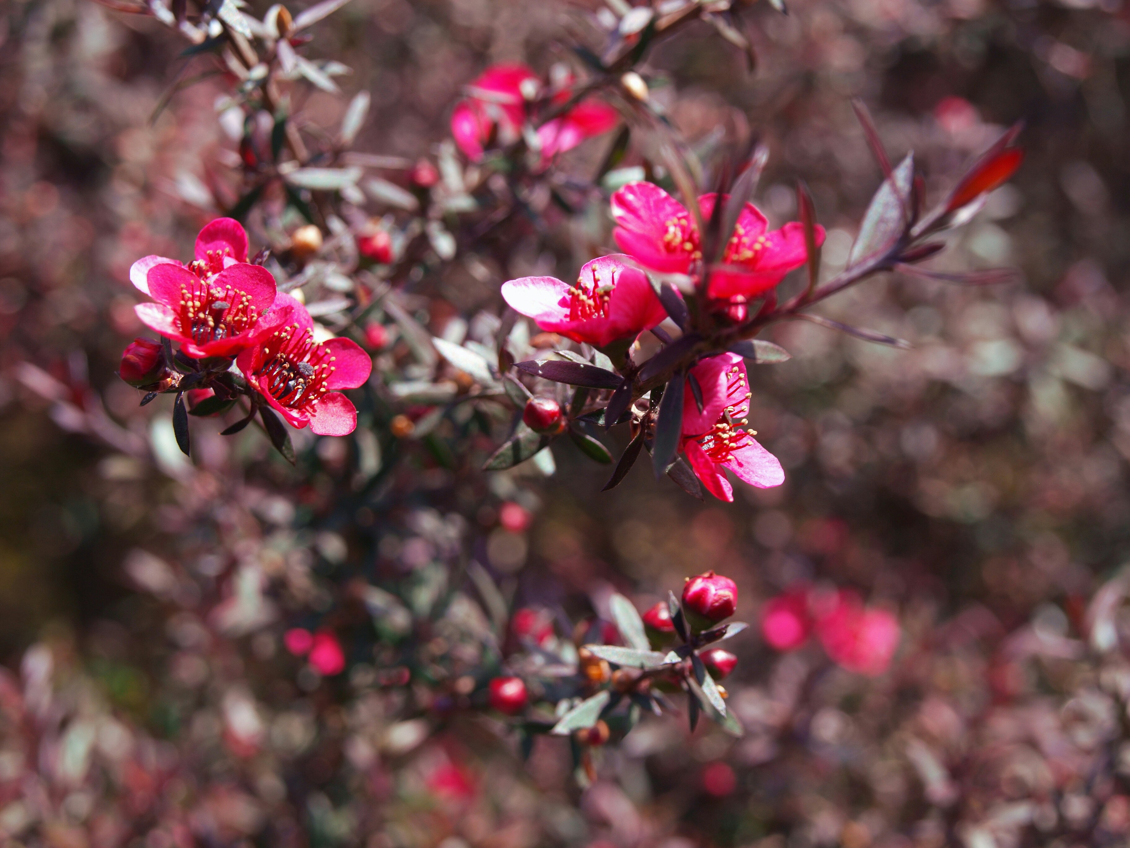 Photo by lutruwita_exposure