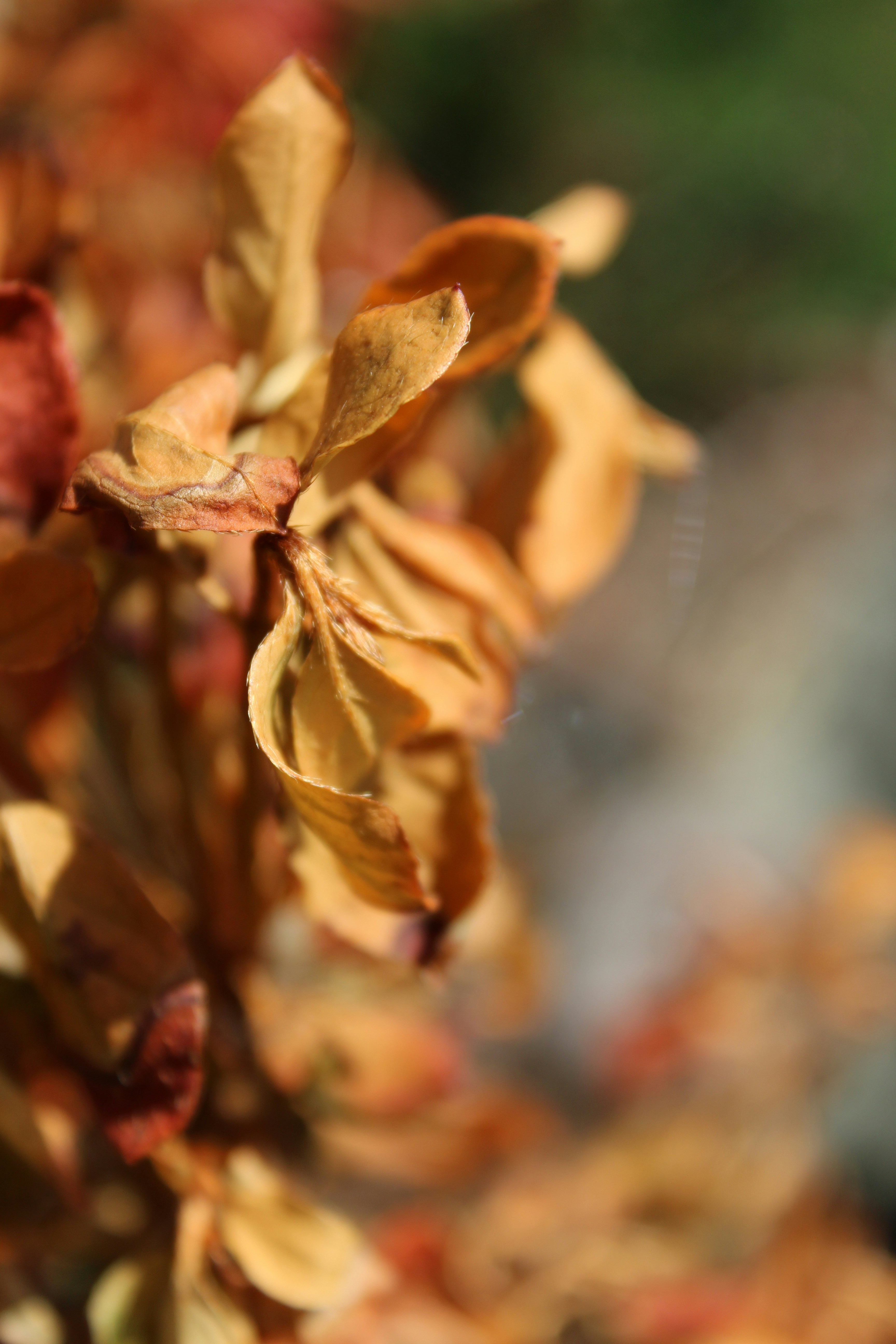 Photo by alys_skowron