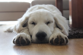 A large white dog laying on top of a wooden floor