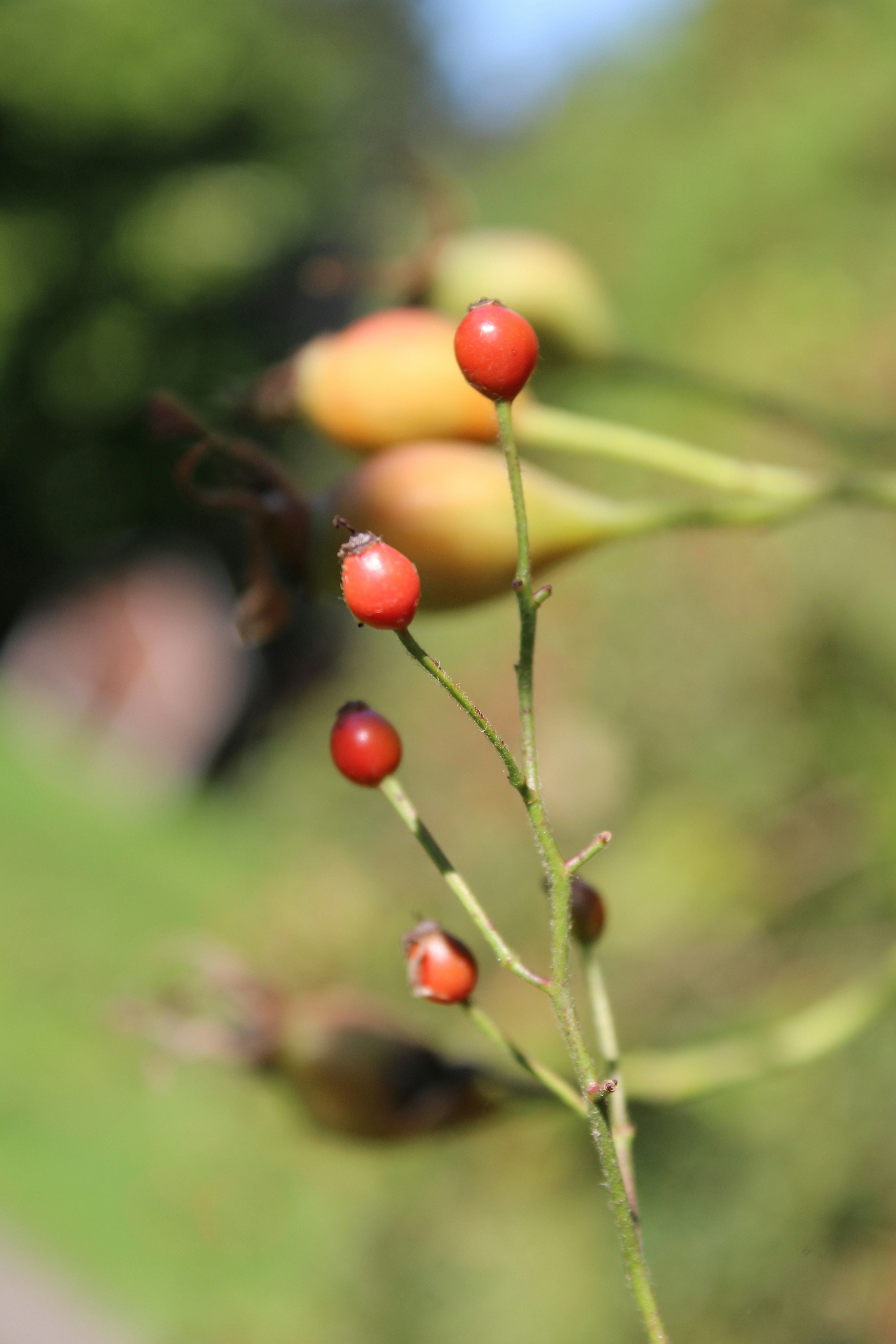 Photo by alys_skowron