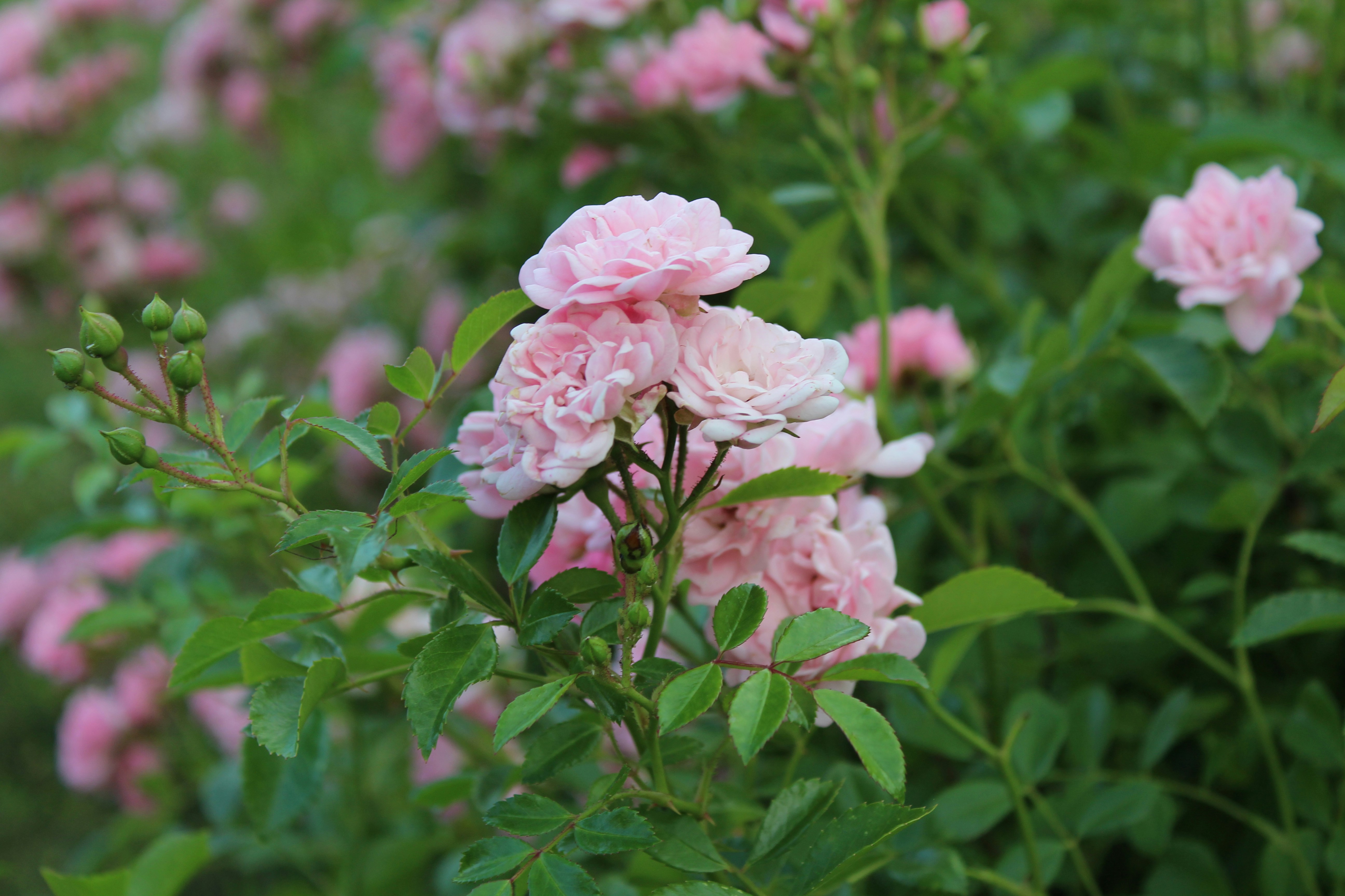 Photo by alys_skowron