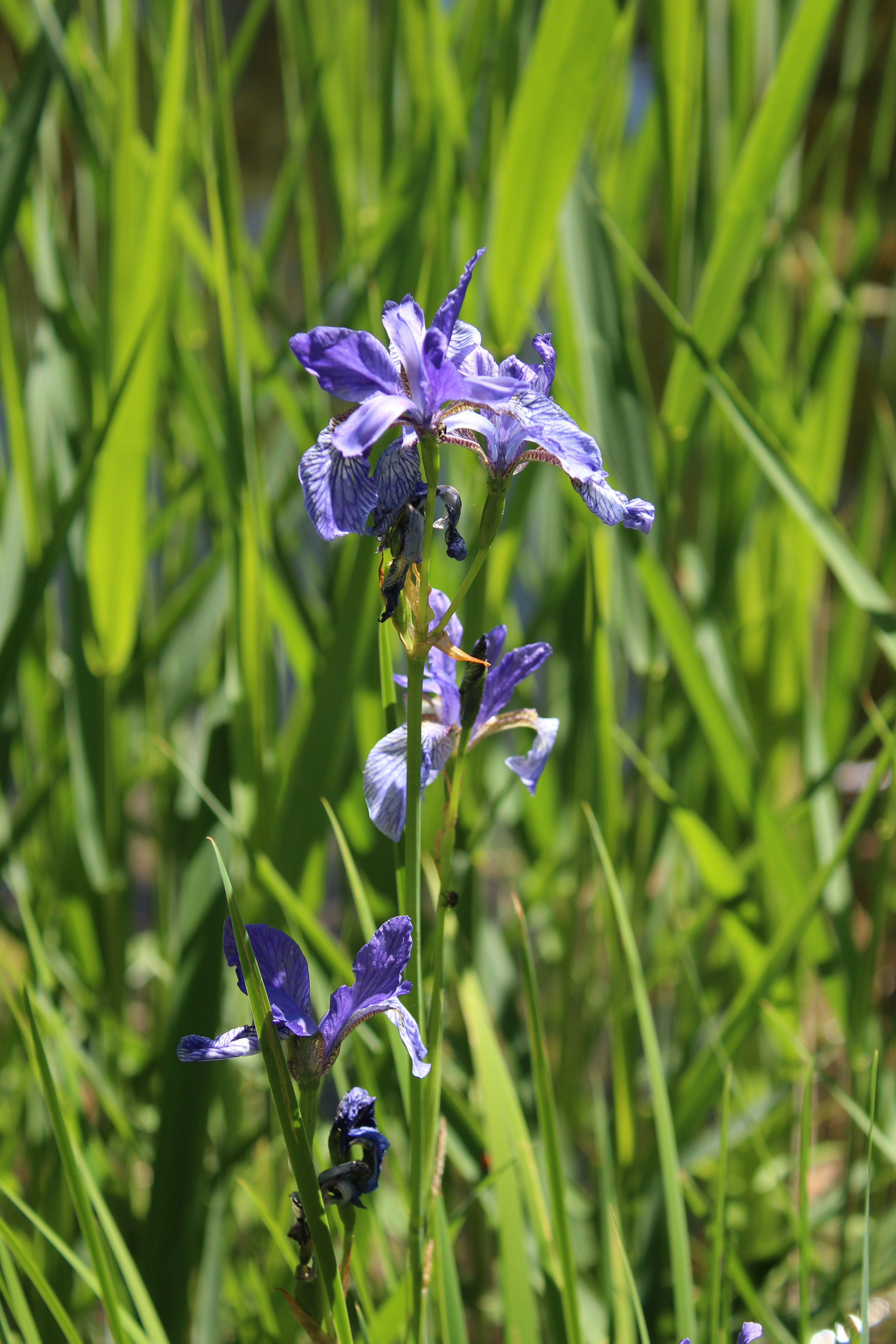 Photo by alys_skowron