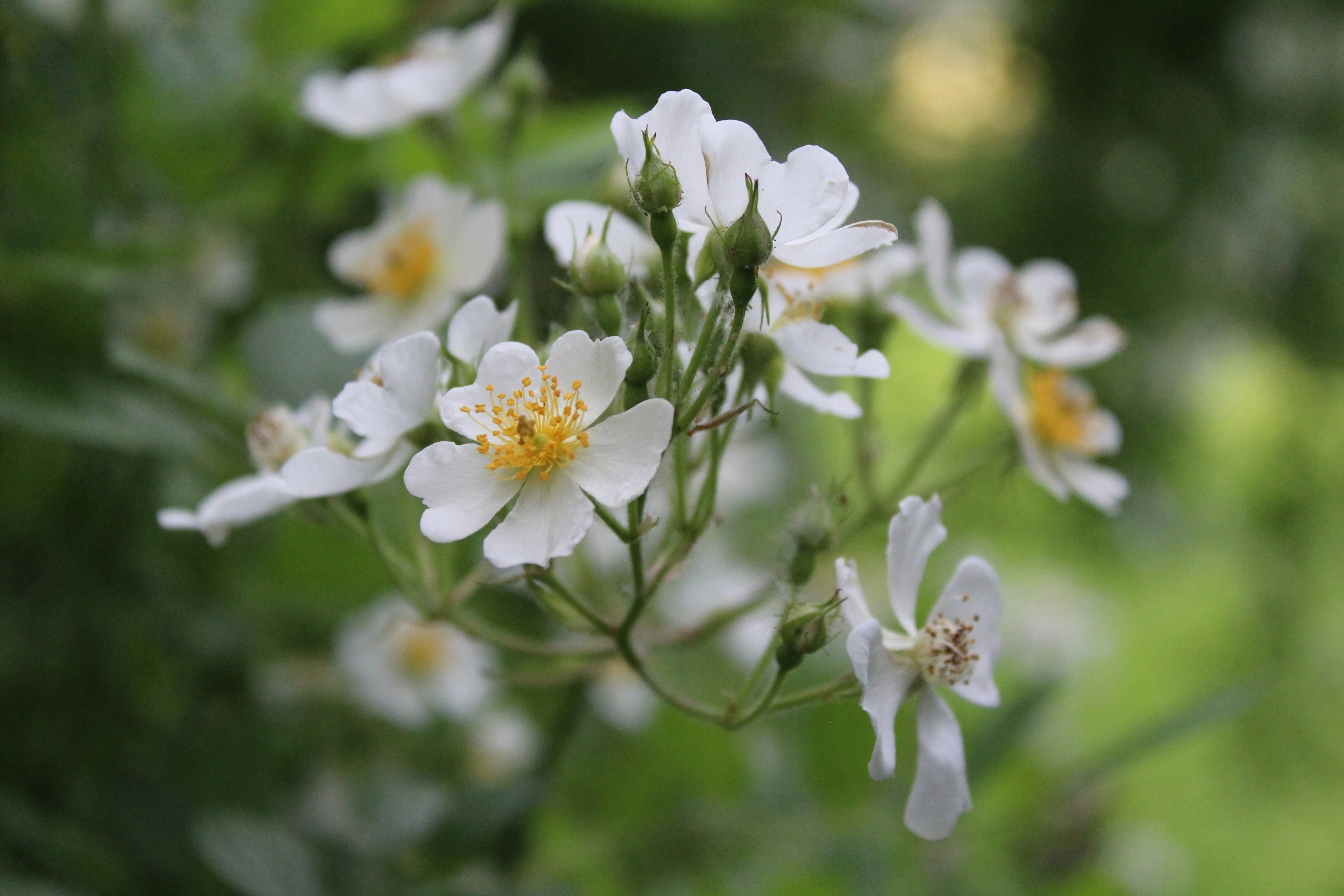 Photo by alys_skowron