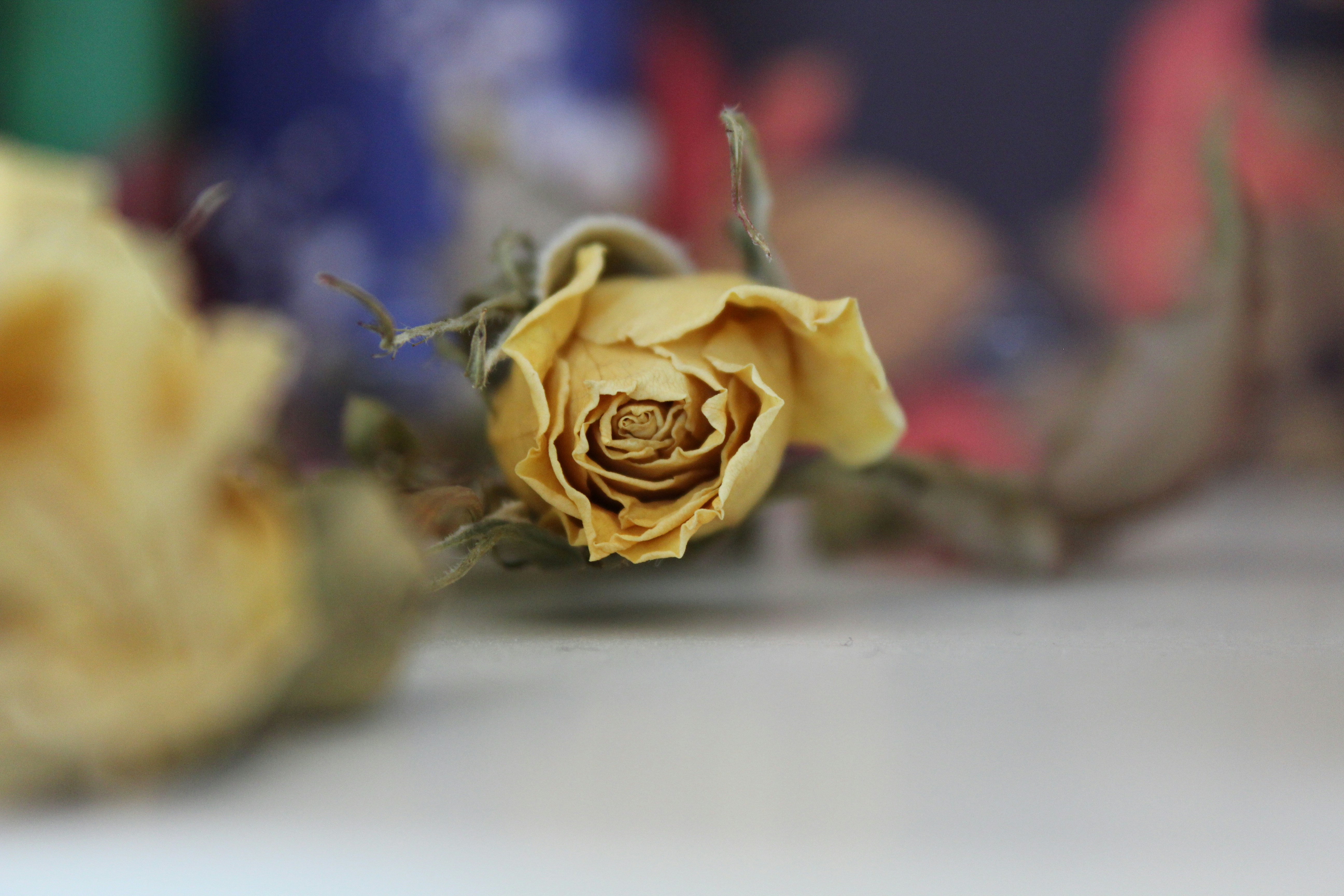 Photo by alys_skowron