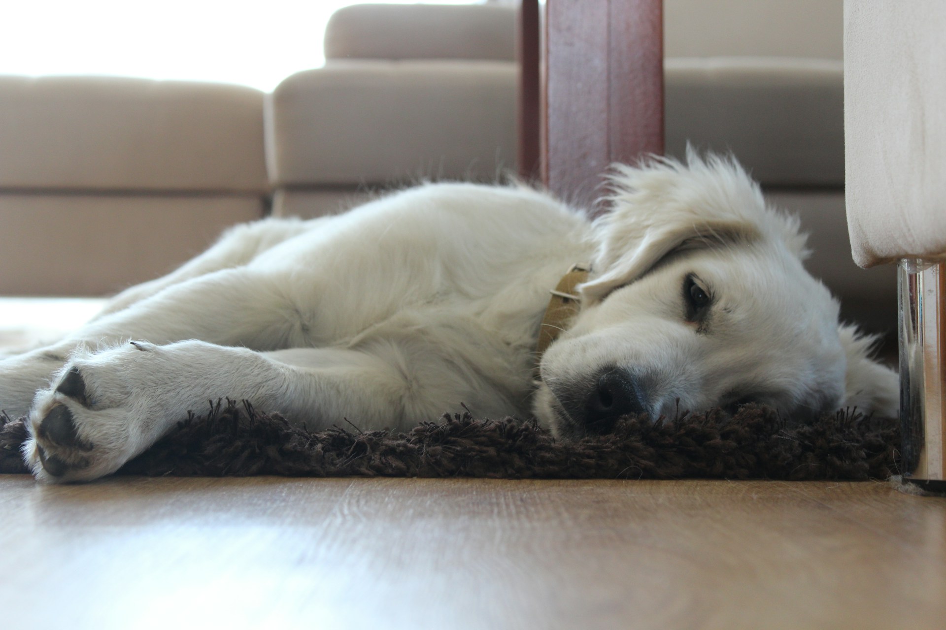 A white dog laying on the floor next to a couch