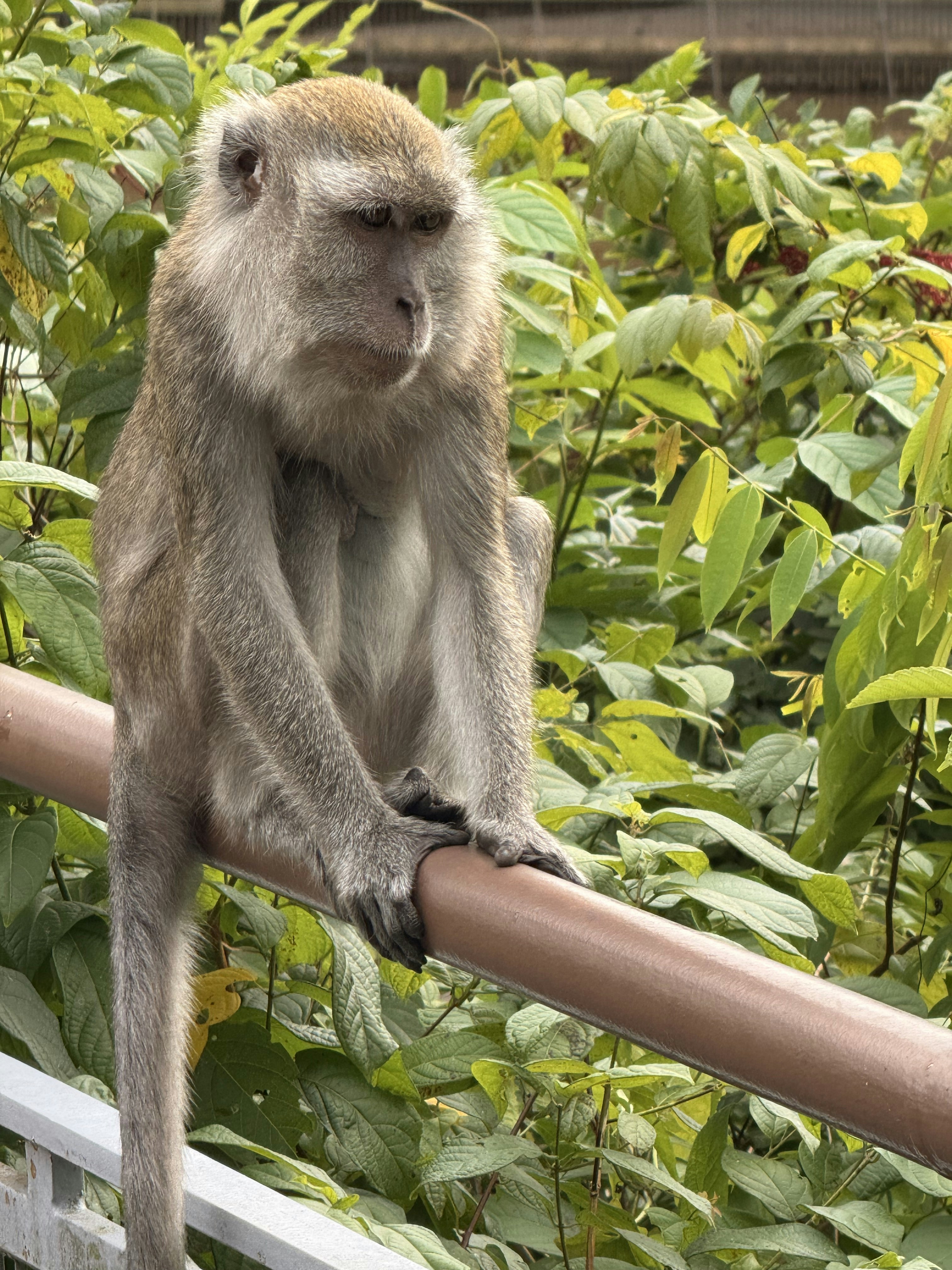 A monkey that is sitting on a rail photo – Free Green Image on Unsplash