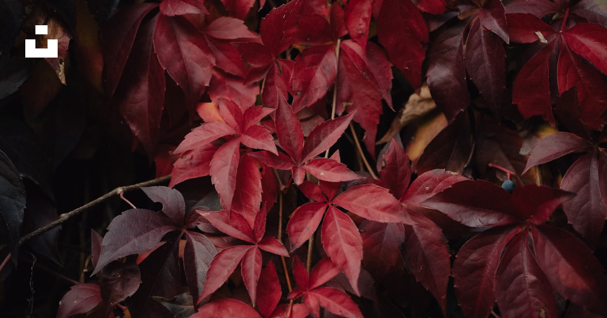 Un bouquet de feuilles rouges sur un arbre photo – Image gratuite de ...
