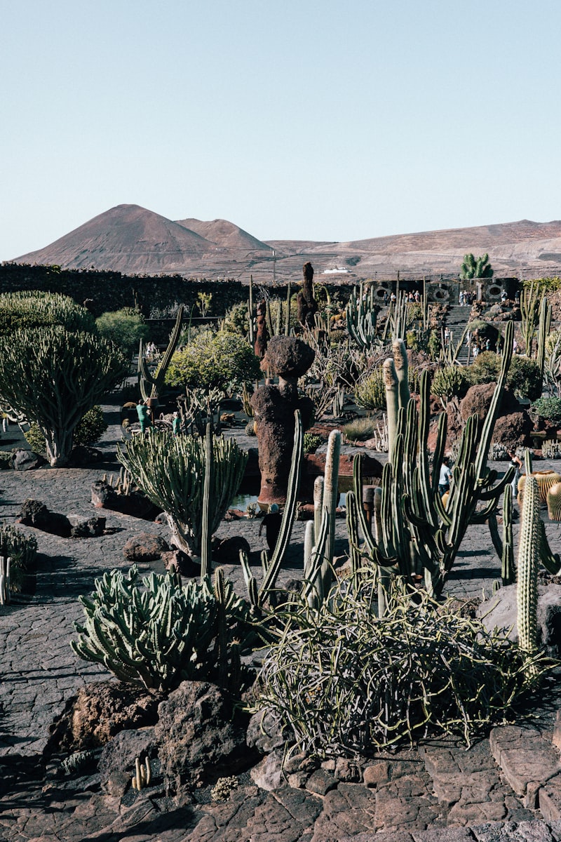Botany #13, Cactus Form