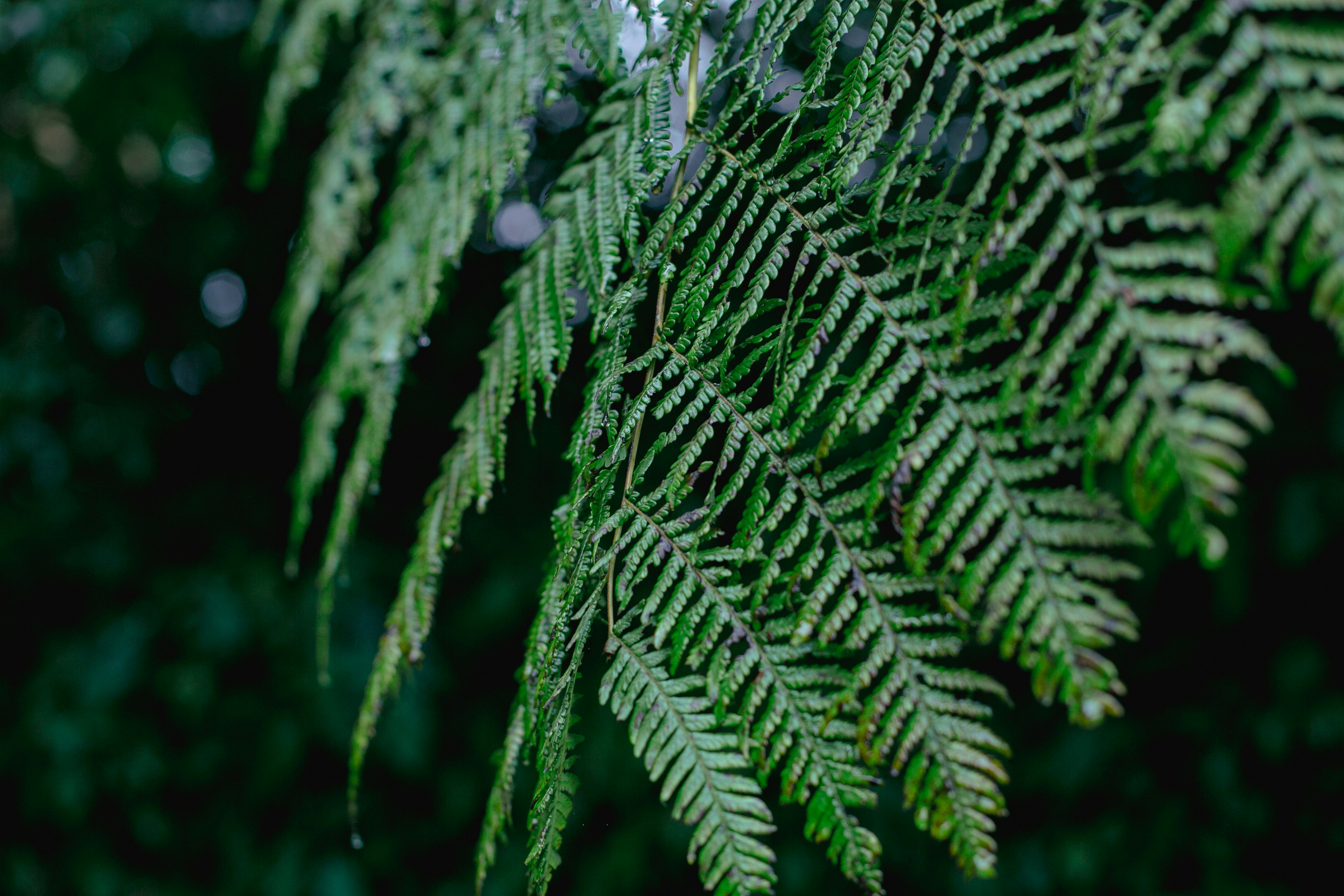 Photo by graciadharmaa