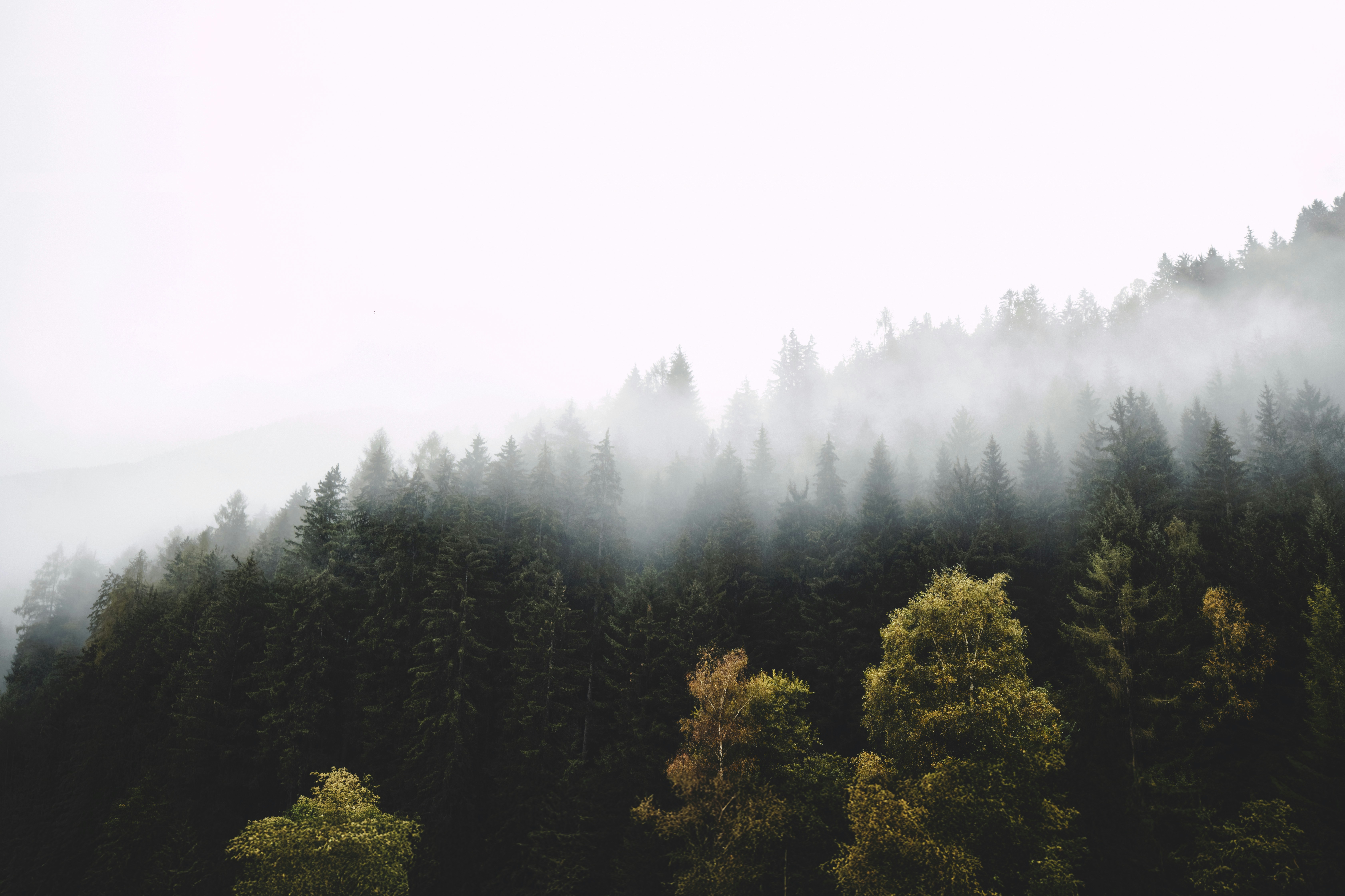 A foggy forest with trees in the foreground photo – Free Forest Image ...